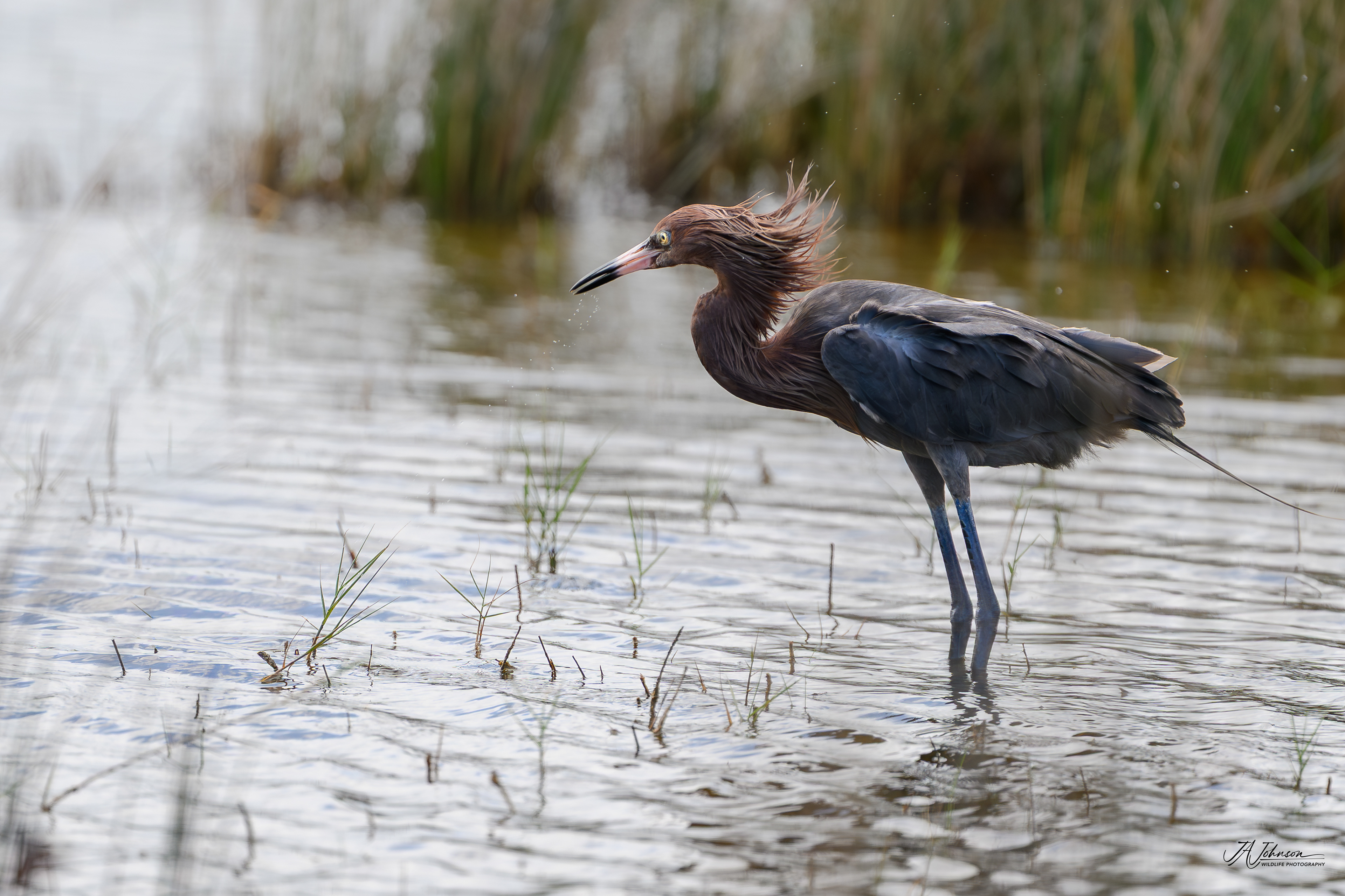 Reddish Egret