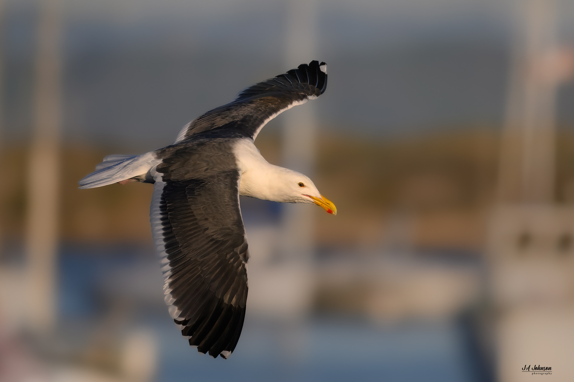 Western Gull at the Harbor in Morro Bay, California 