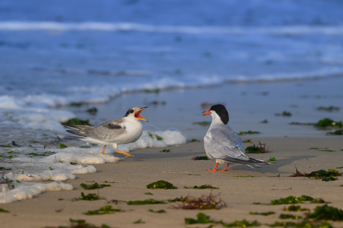 Common Terns