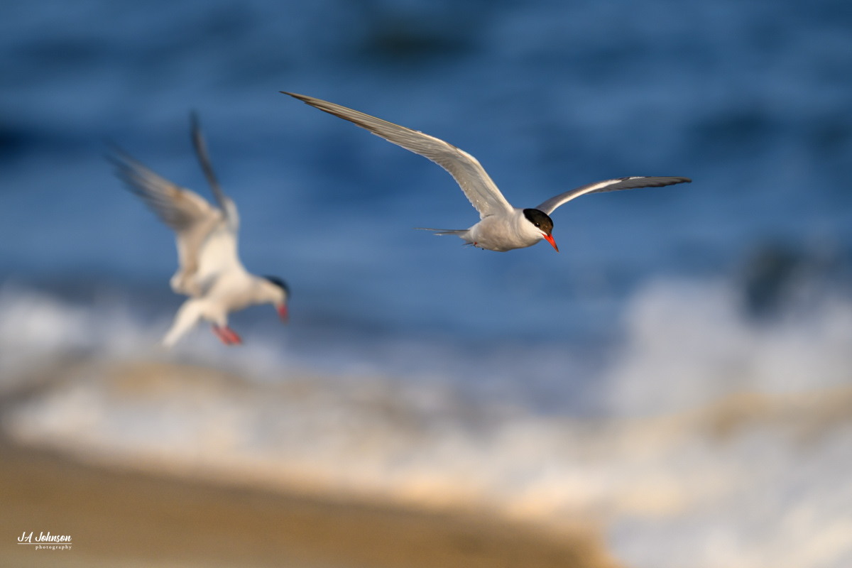 Common Terns
