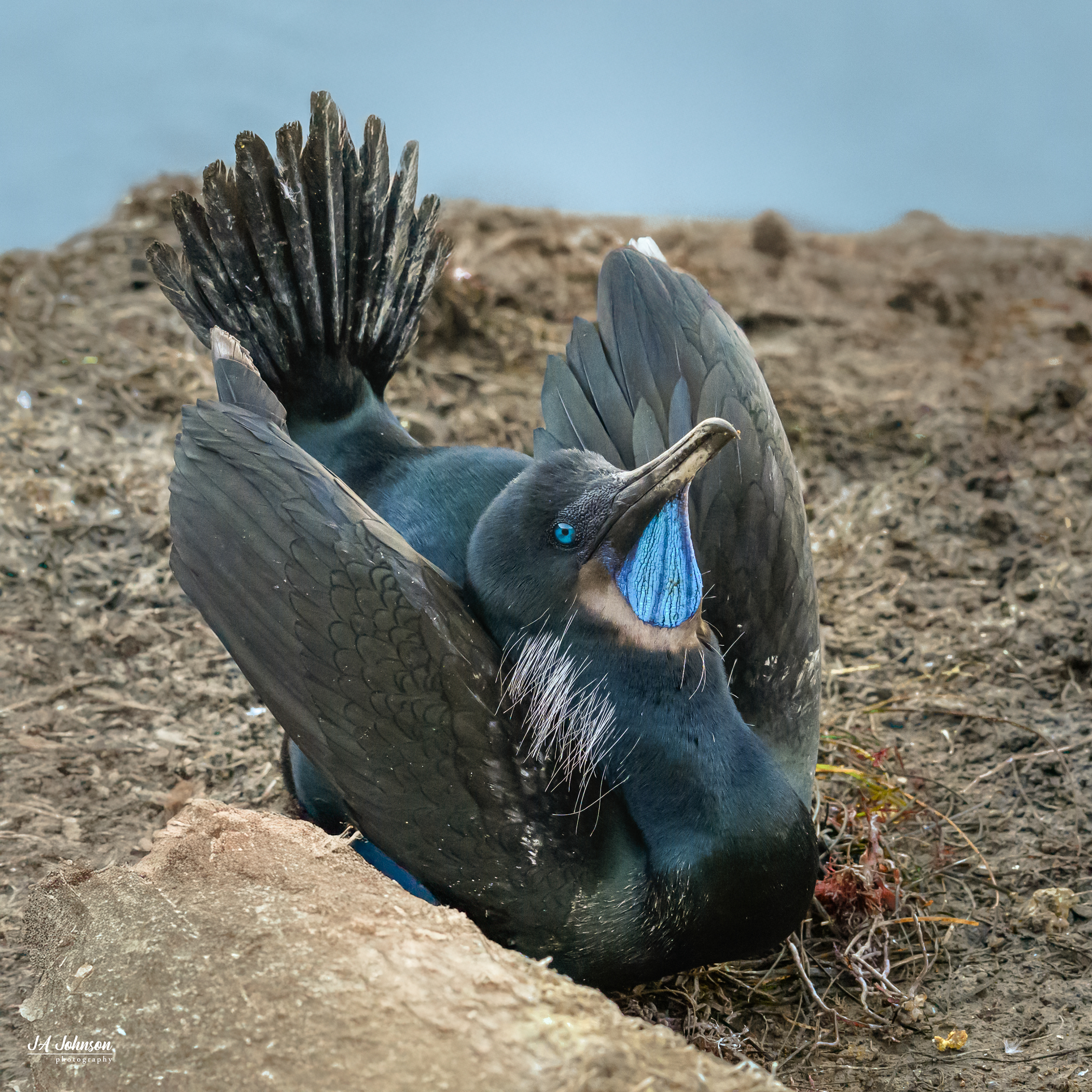 Brandt's Cormorant