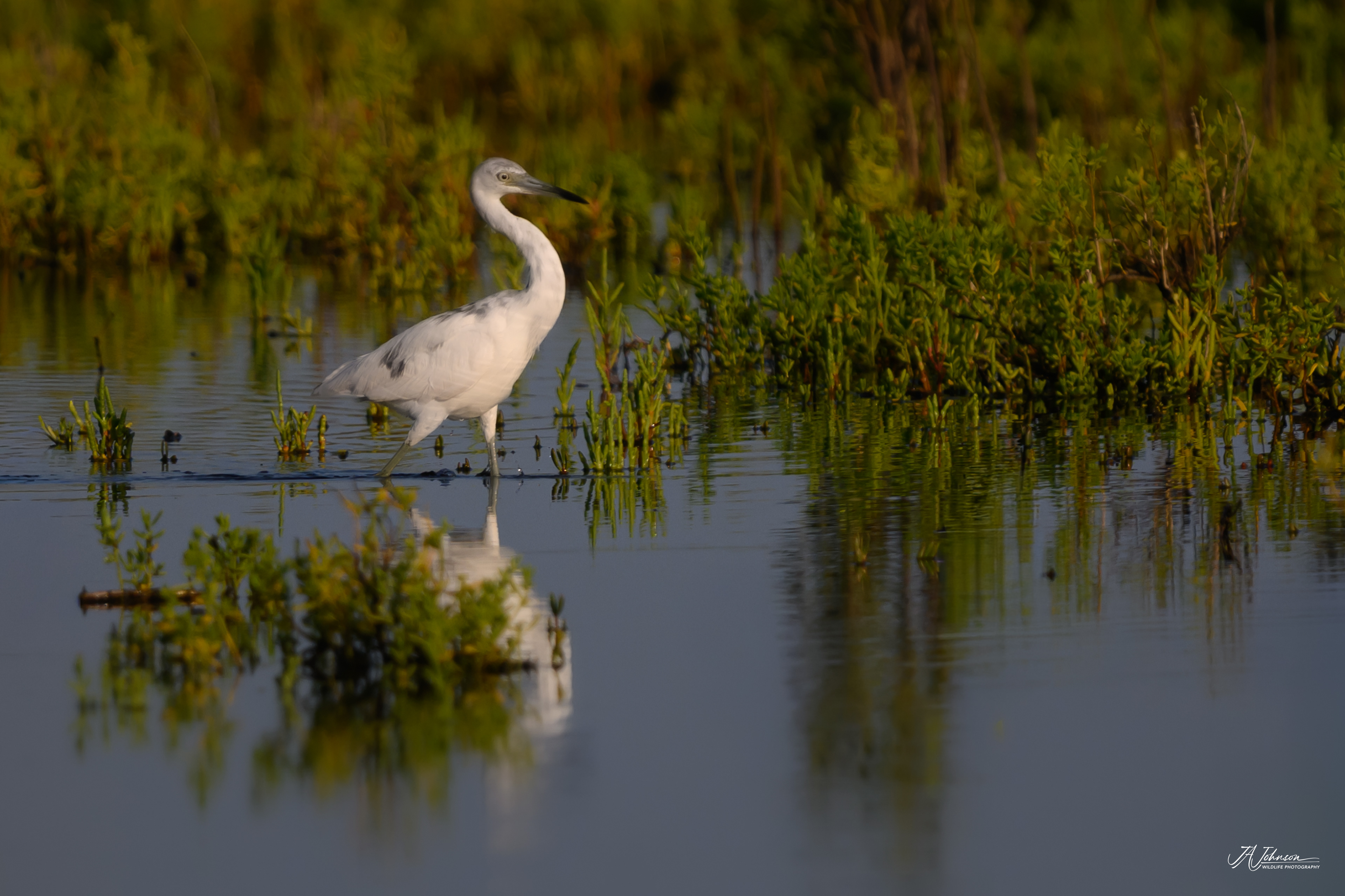 Little Blue Heron (Immature)