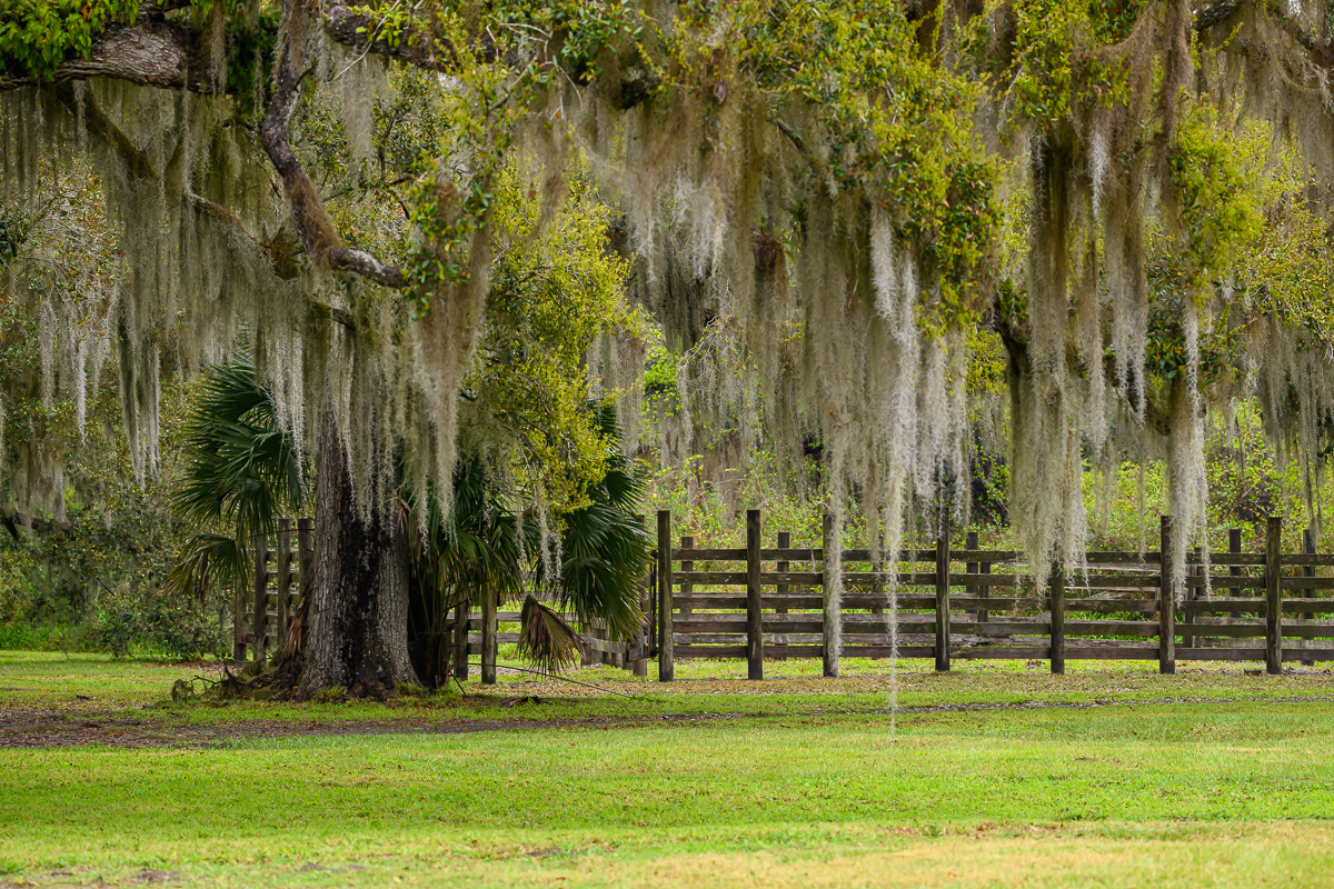 Spanish Moss on Live Oaks