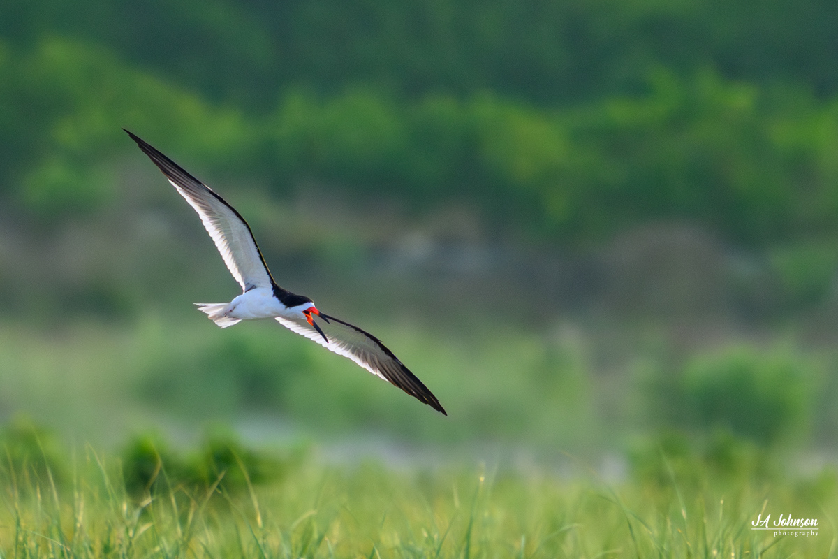 Black Skimmer 