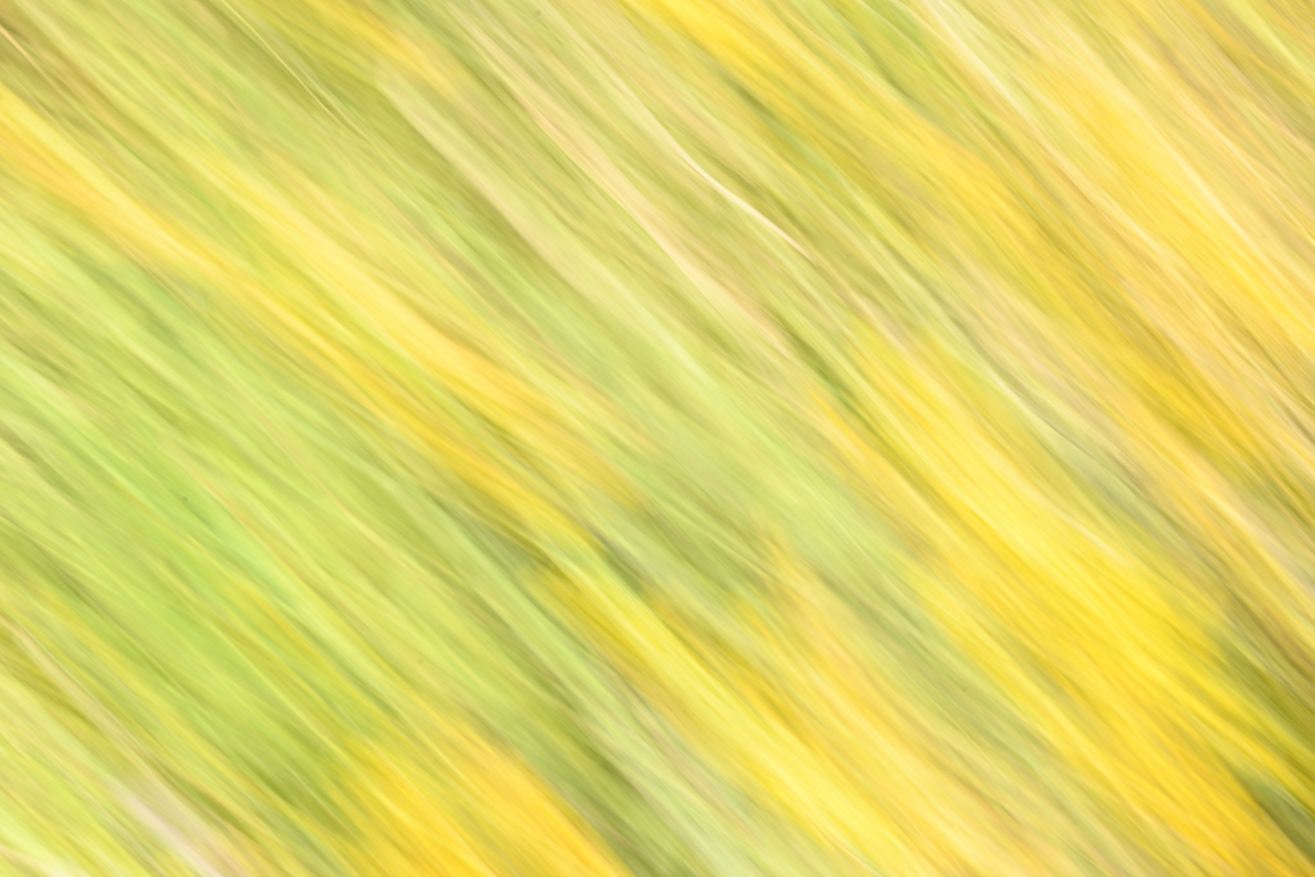 Intentional Camera Movement - Lakeside Reeds