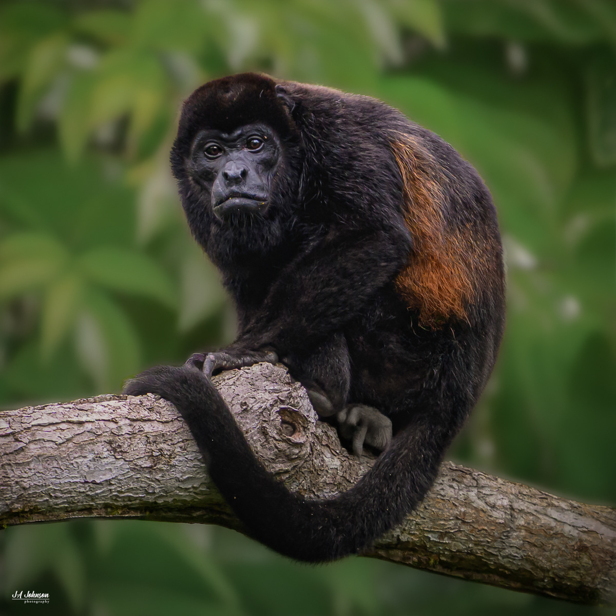 Howler Monkey