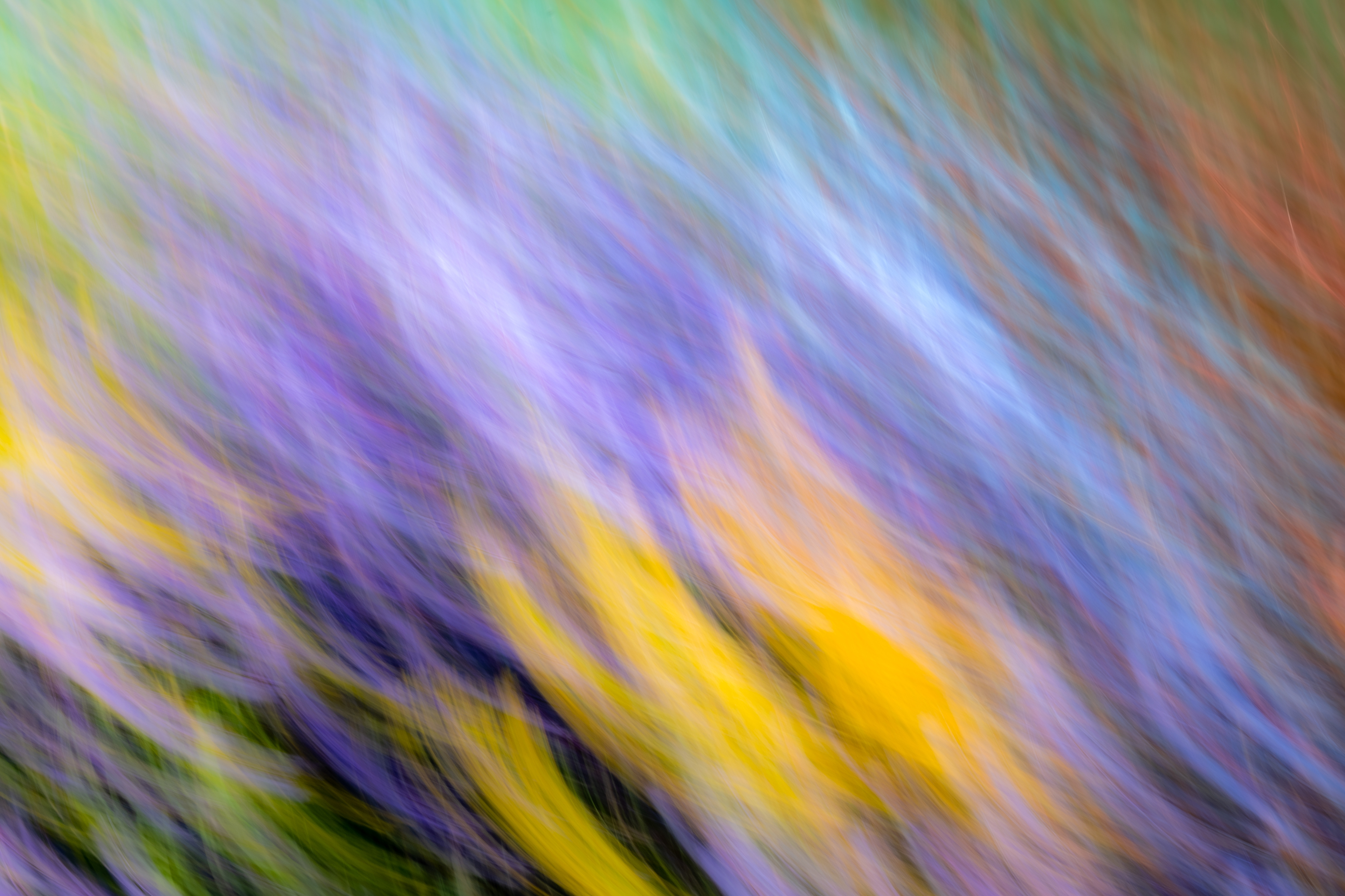 Intentional Camera Movement - Wildflowers