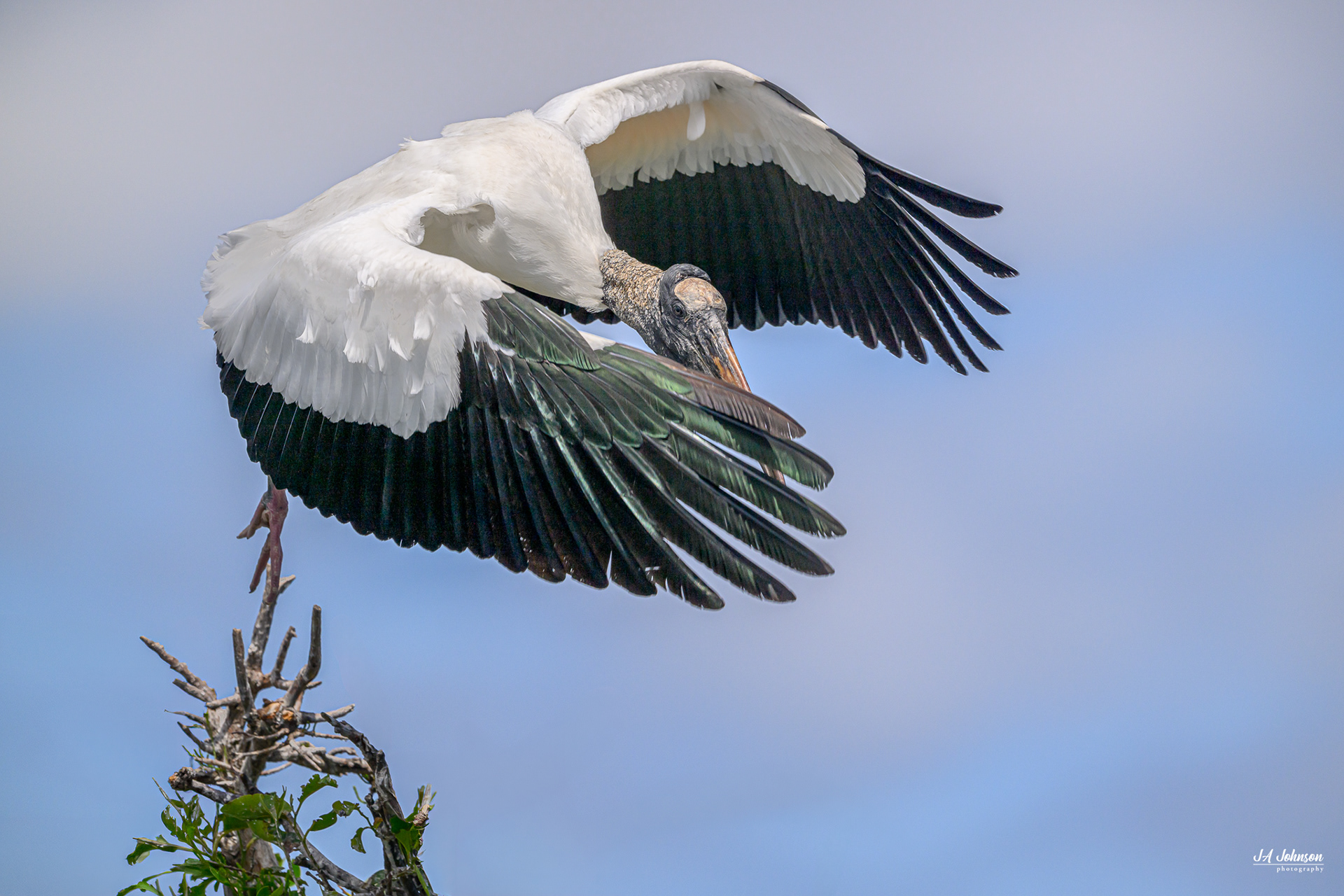 Wood Stork