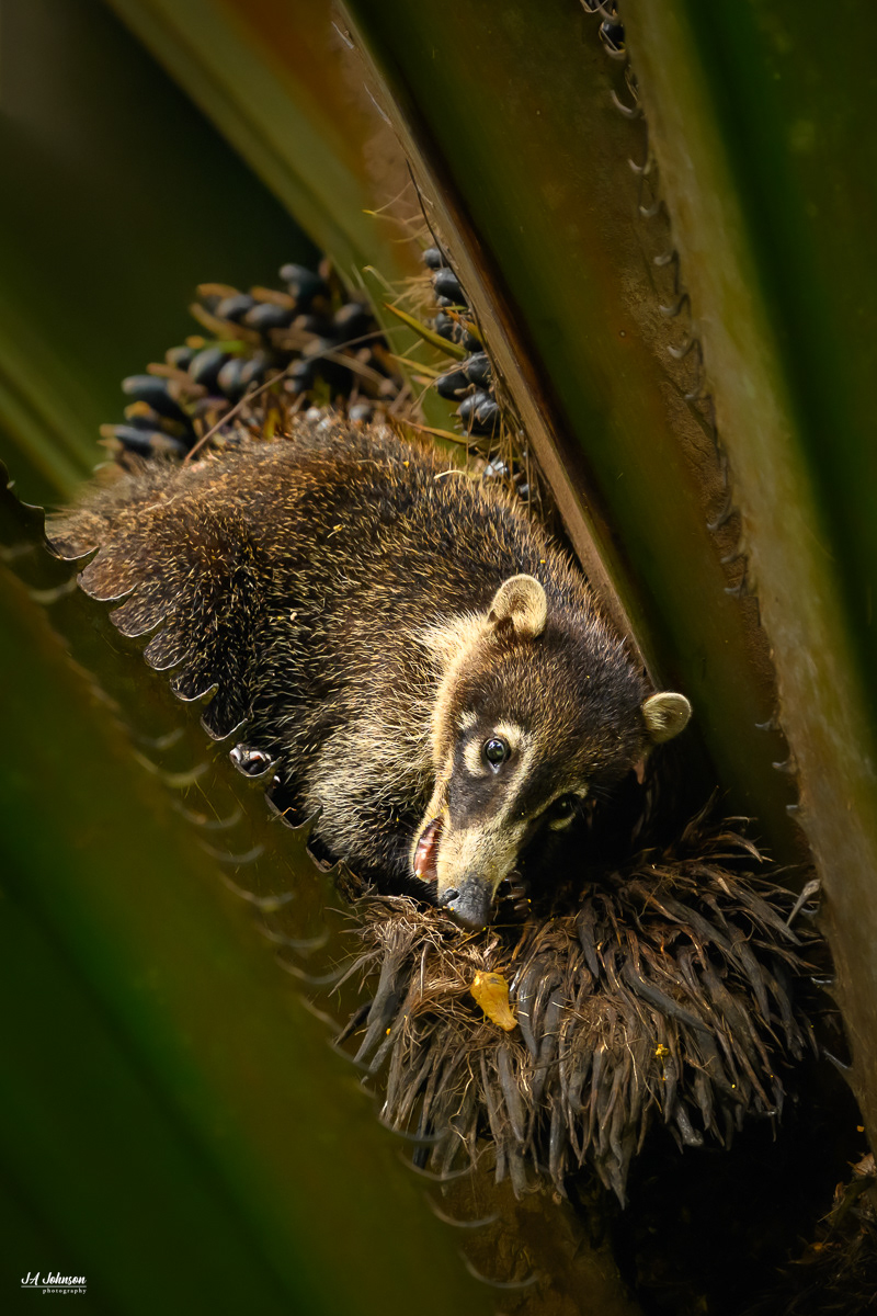 Coati