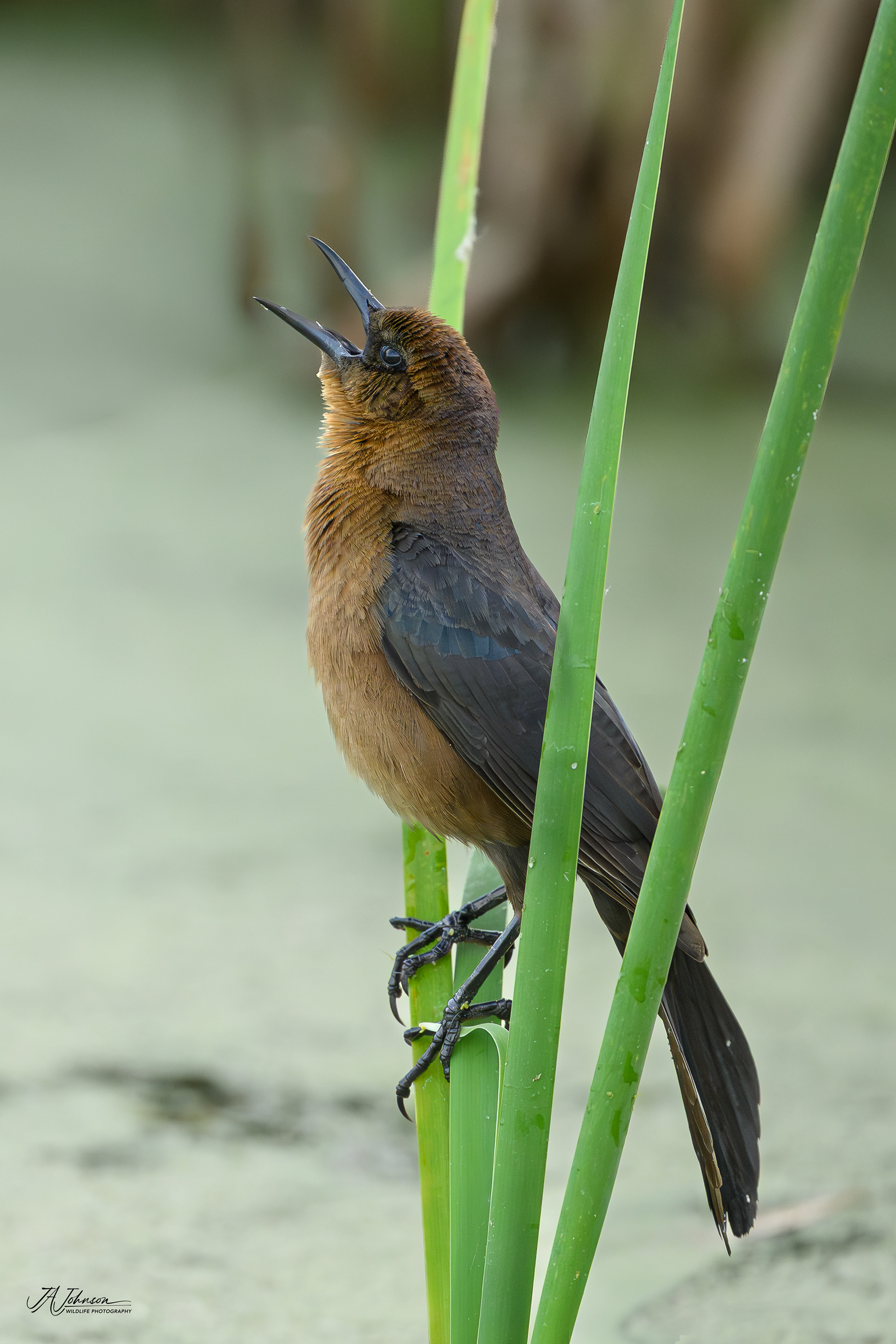 Boat Tailed Grackle at Orlando Wetlands
