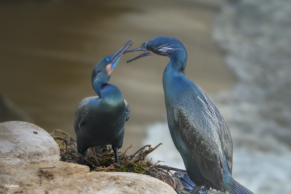 Brandt's Cormorants