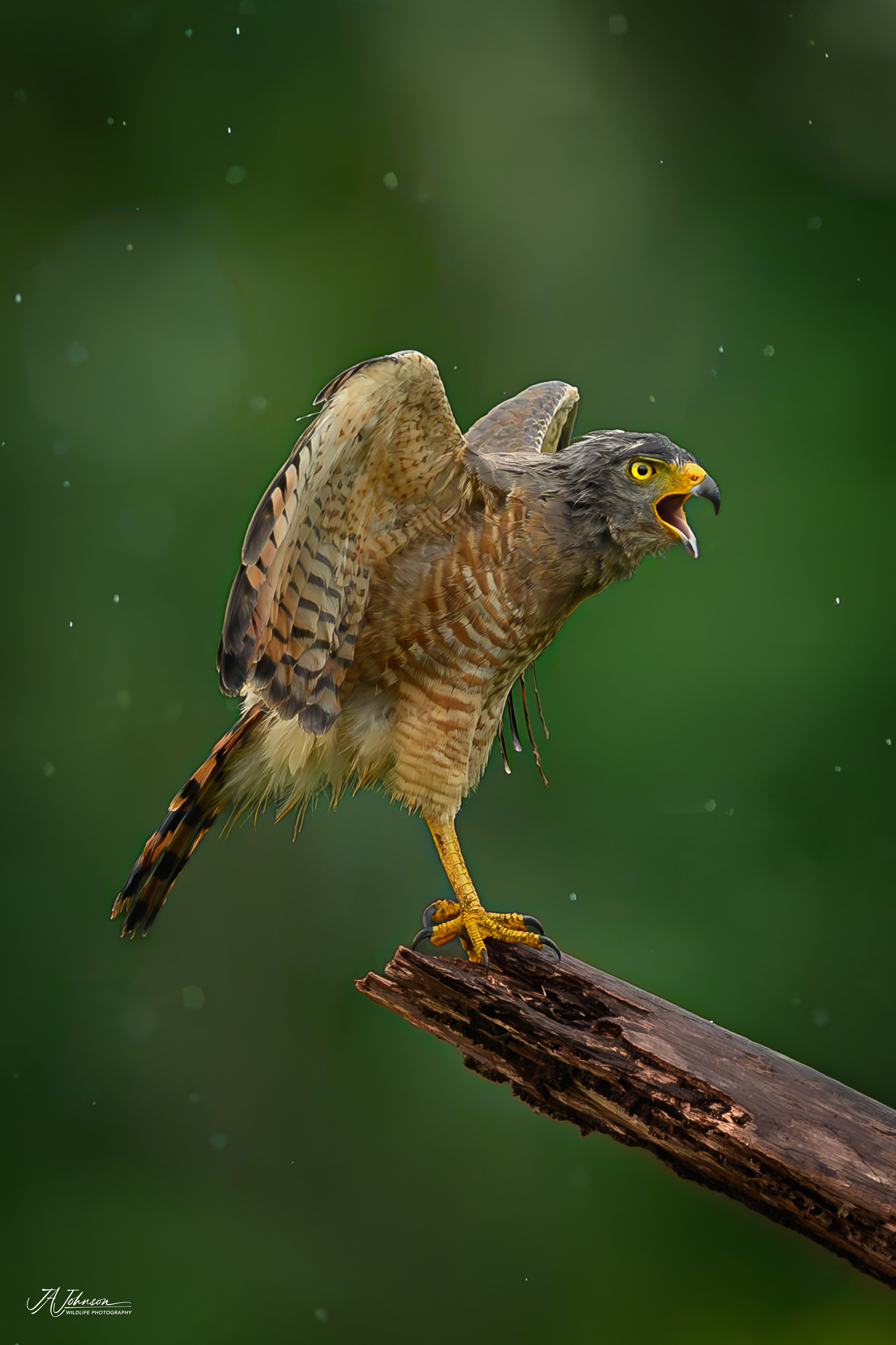 Roadside Hawk