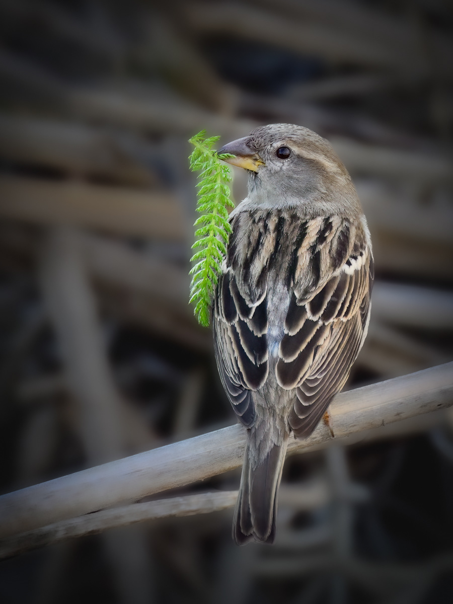 House Sparrow