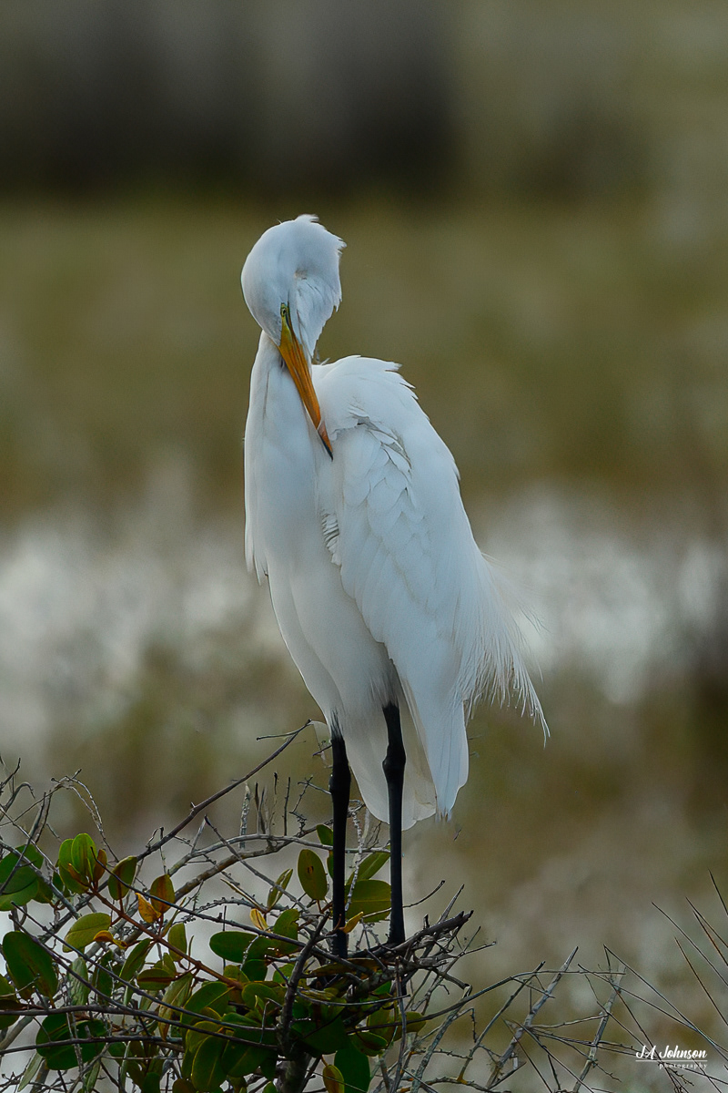 Great Egret