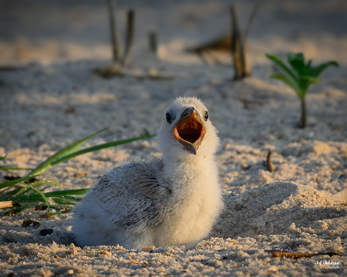 Black Skimmer Chick