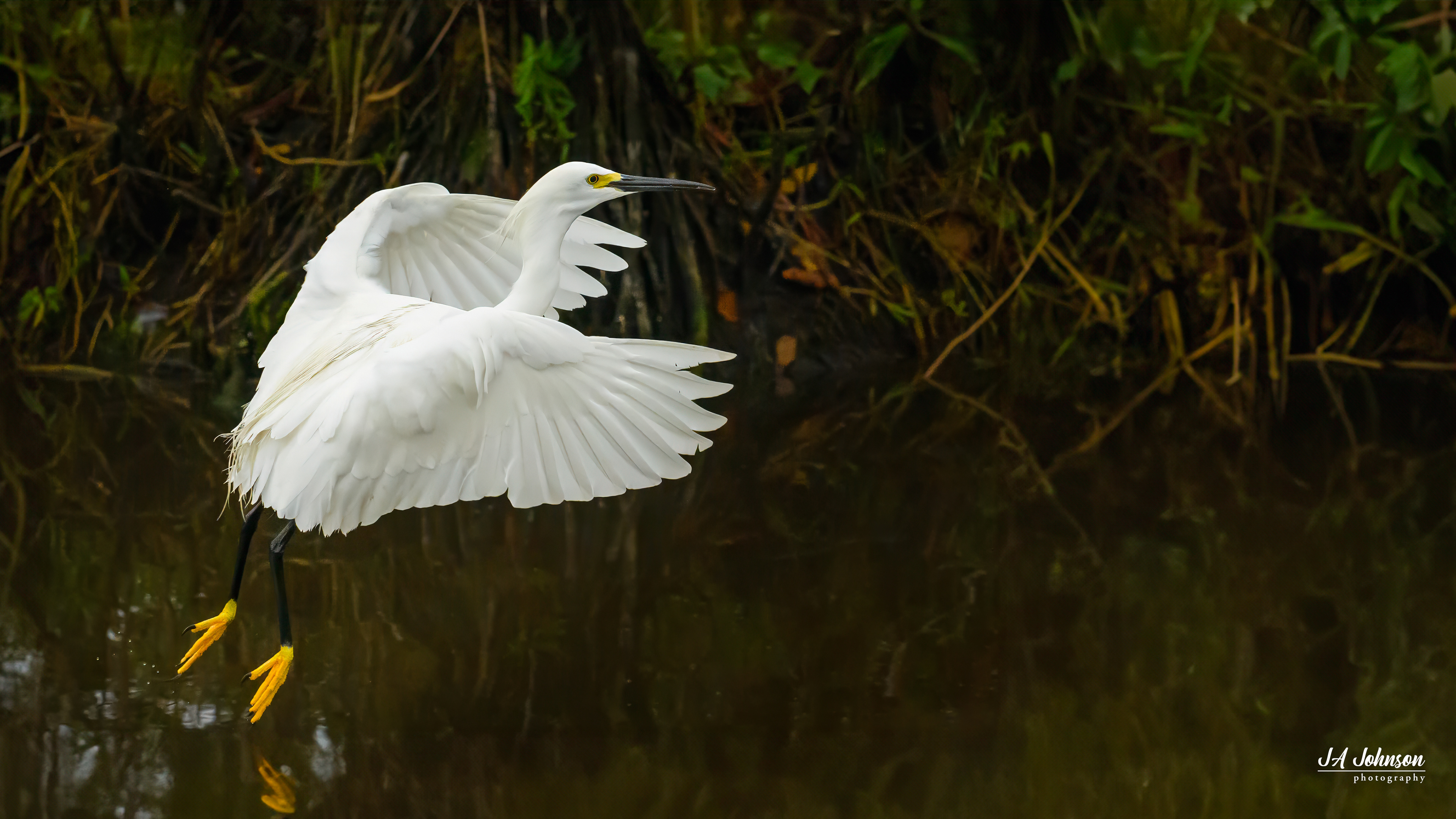 Snowy Egret