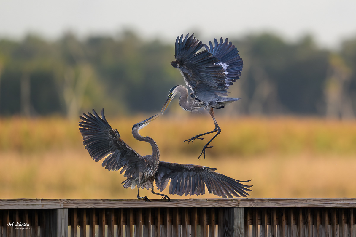 Great Blue Herons