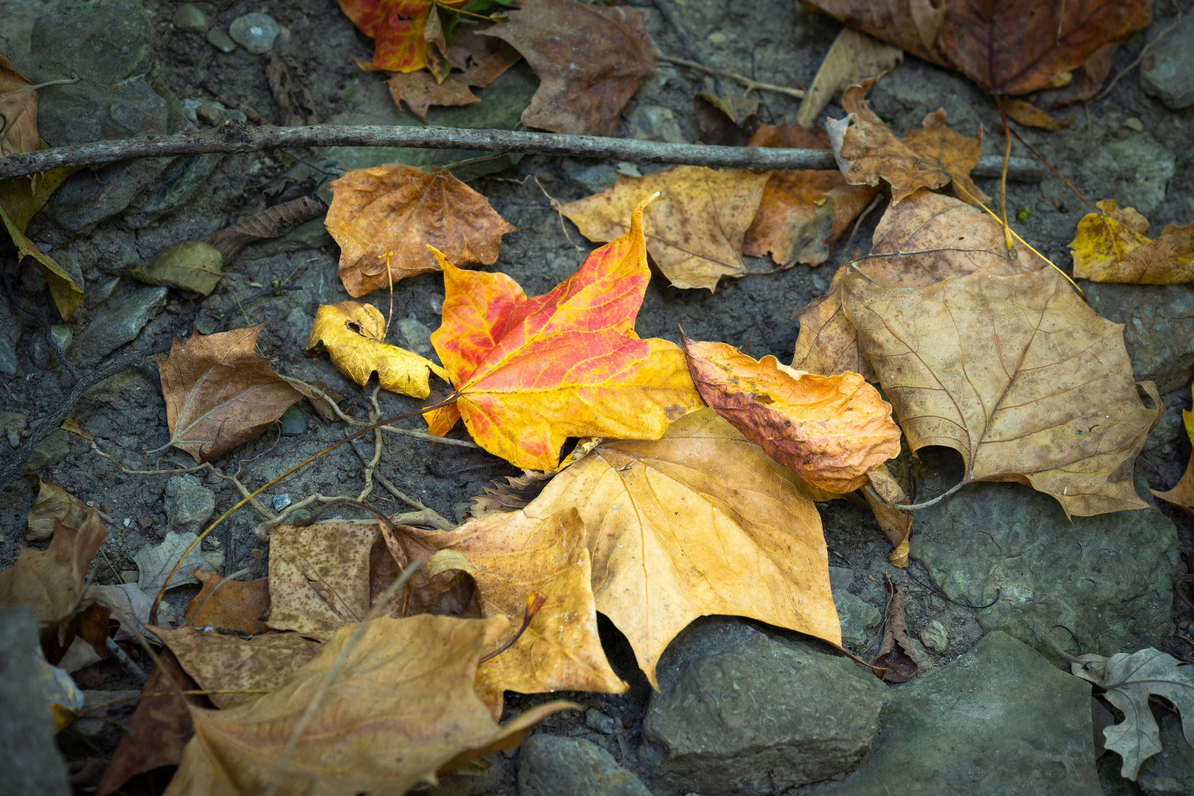 Maple Leaves