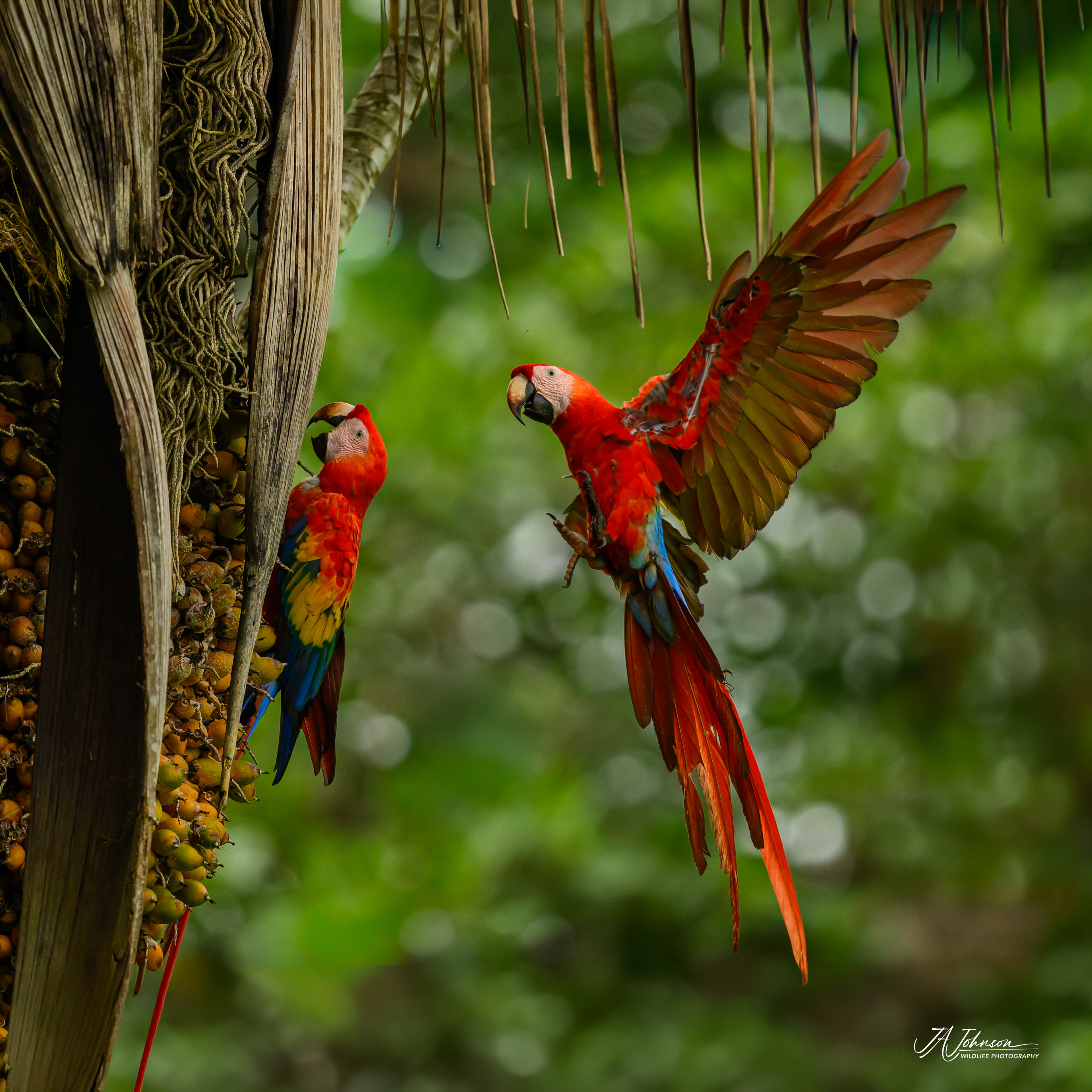 Scarlet Macaws