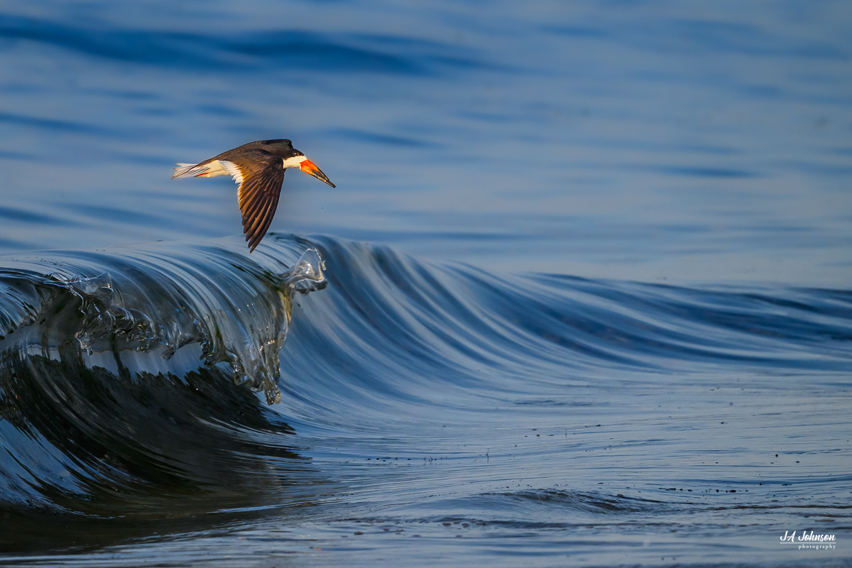 Black Skimmer 