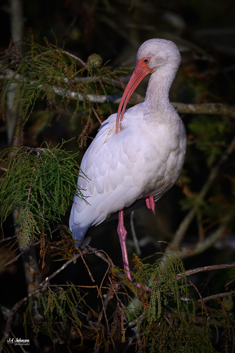 White Ibis