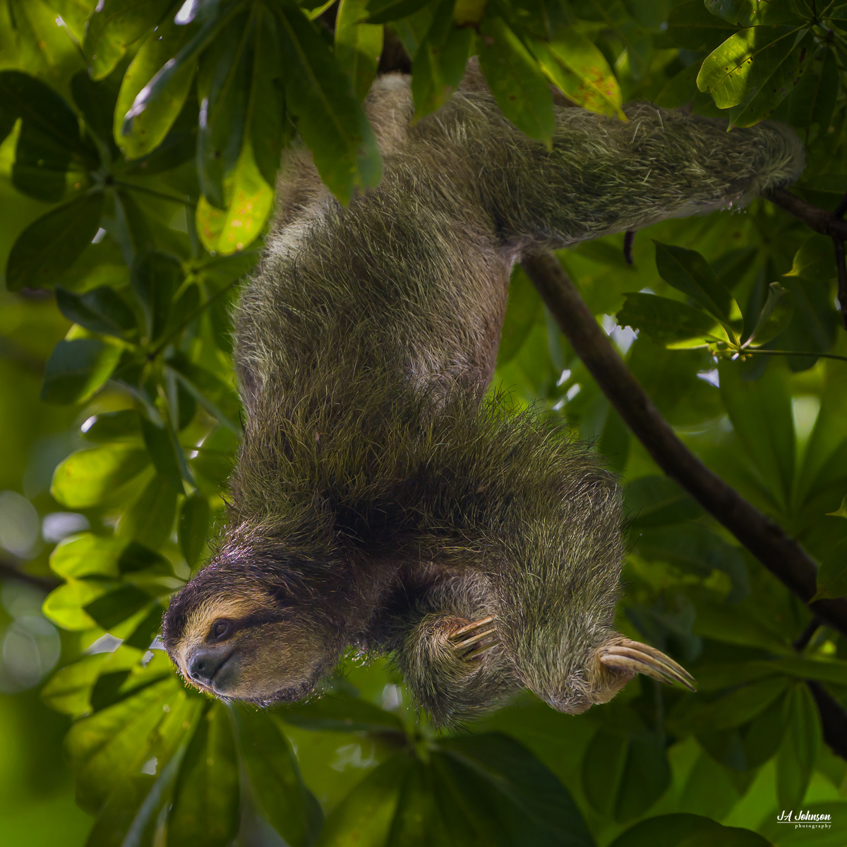 Three-Toed Sloth