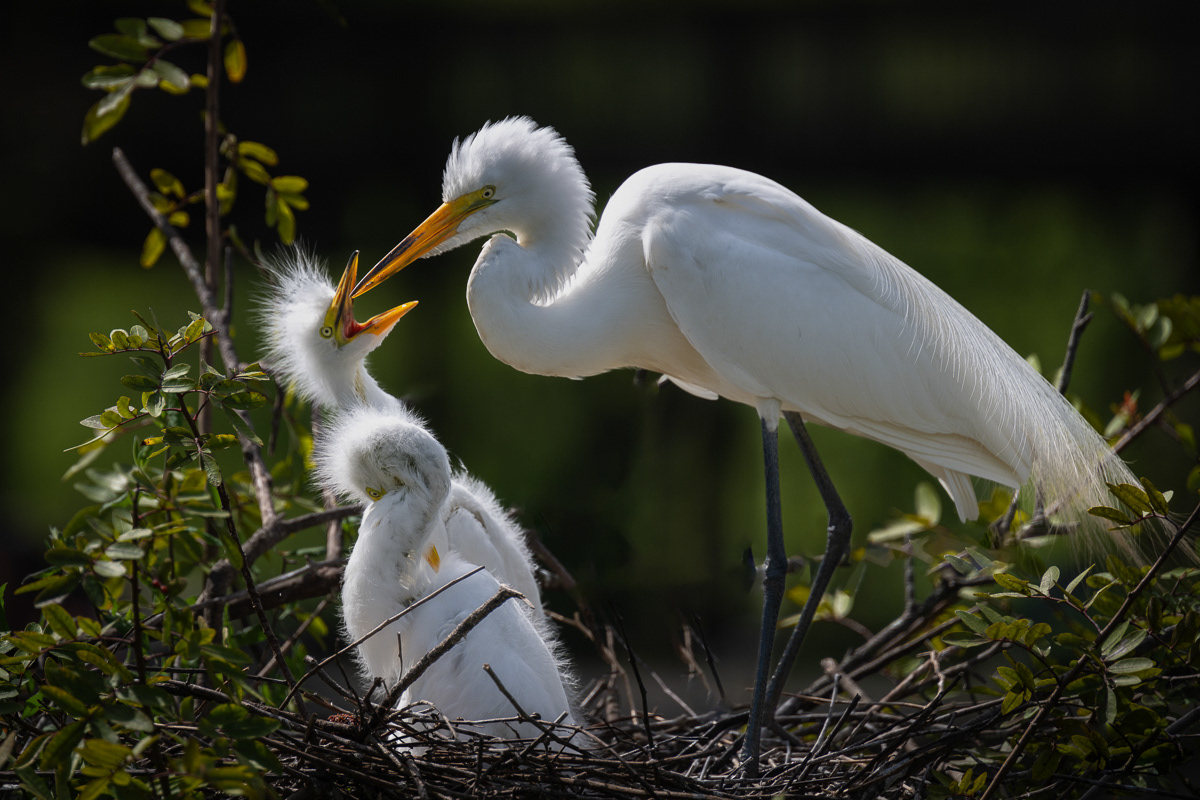Great Egret and Chicks