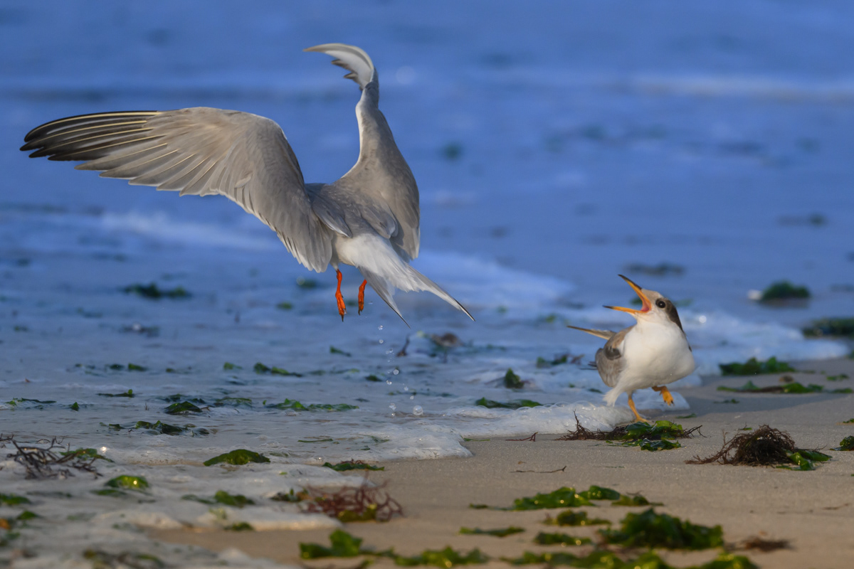 Common Terns