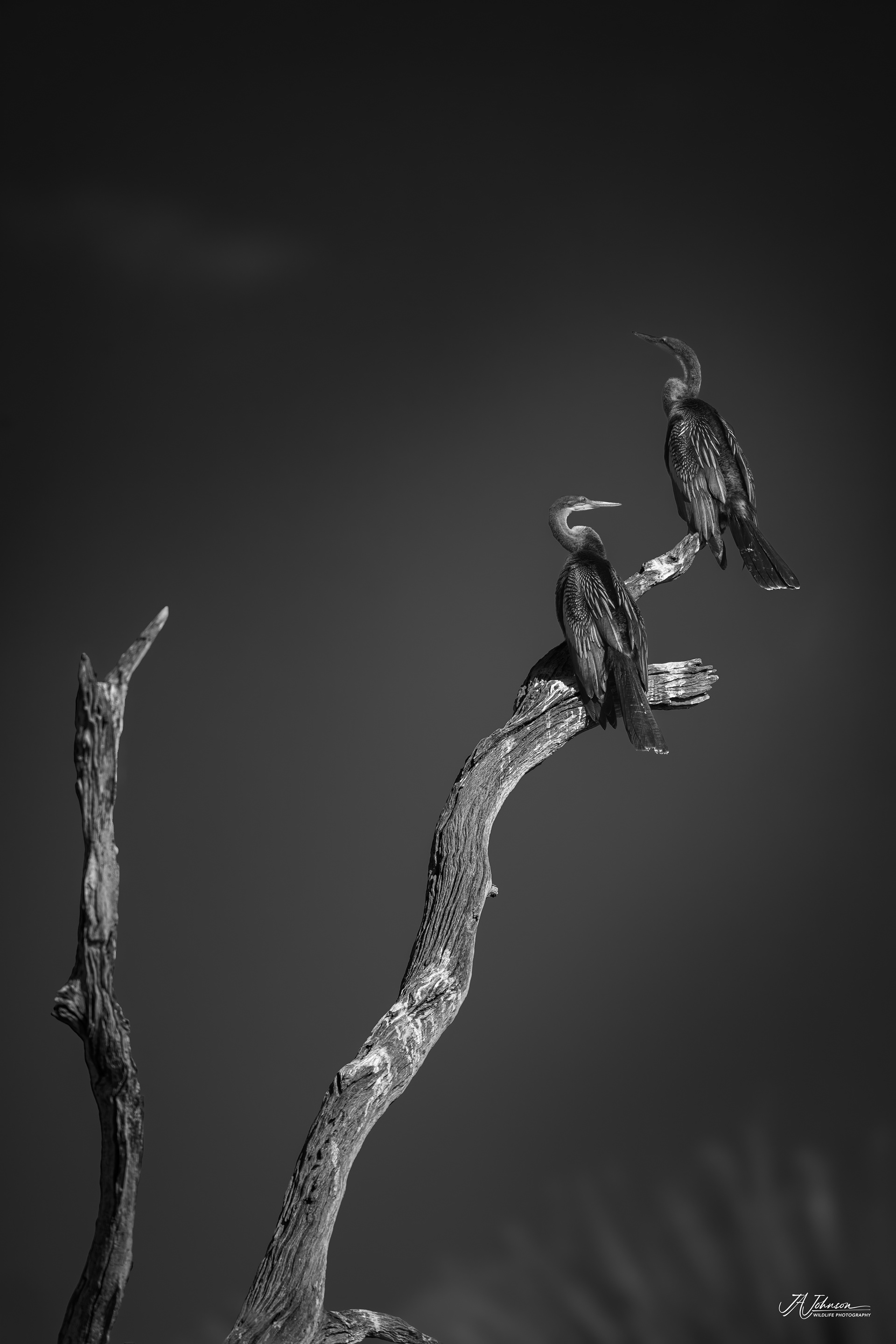 Anhinga