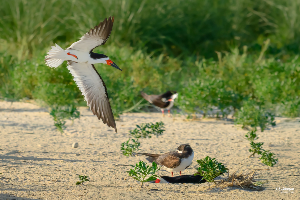 Black Skimmer 