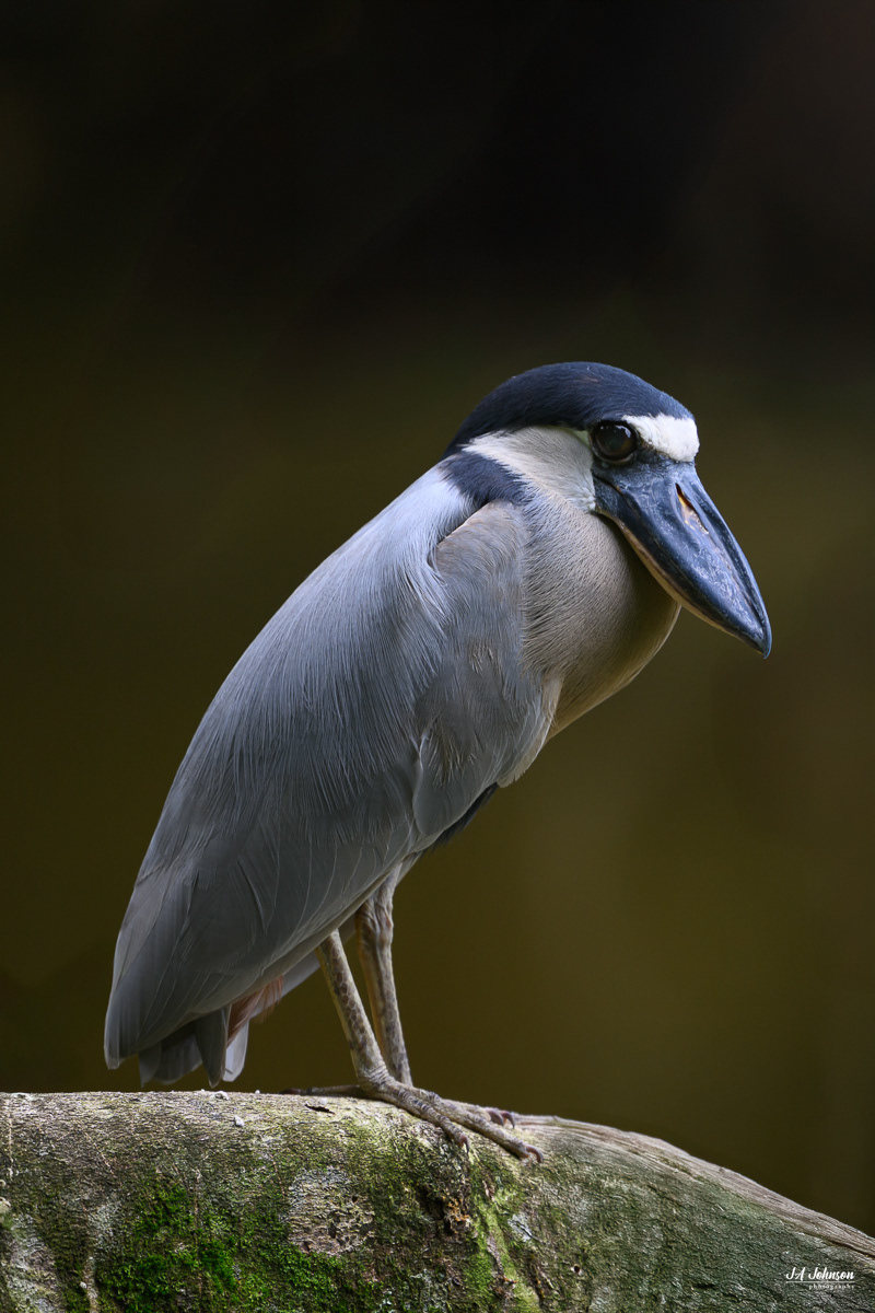 Boat-Billed Heron
