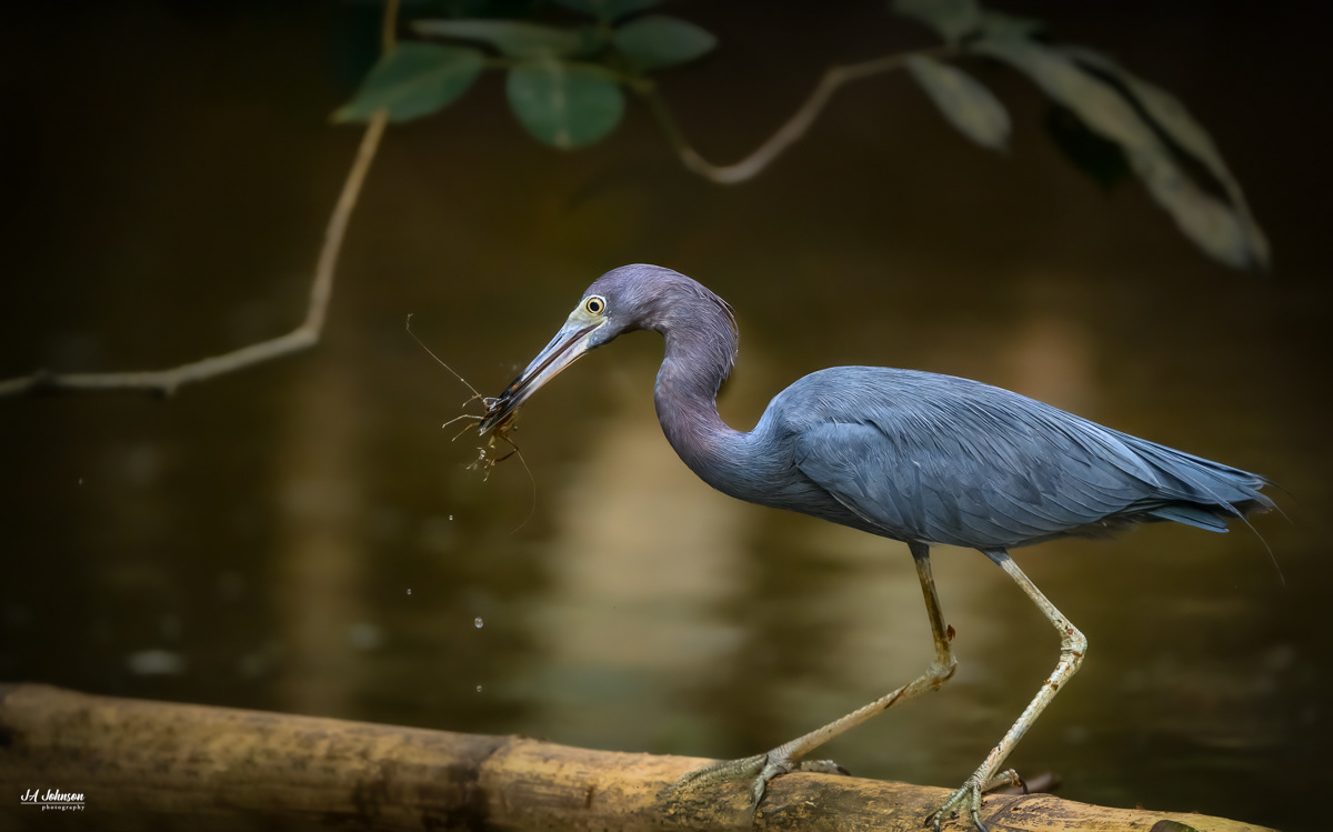 Little Blue Heron
