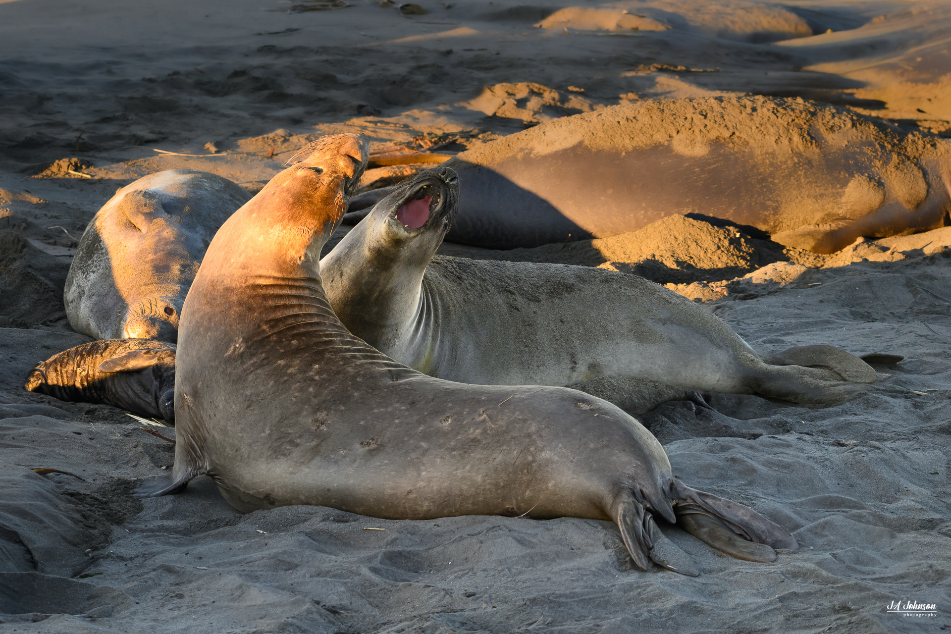 Elephant Seals (Female)