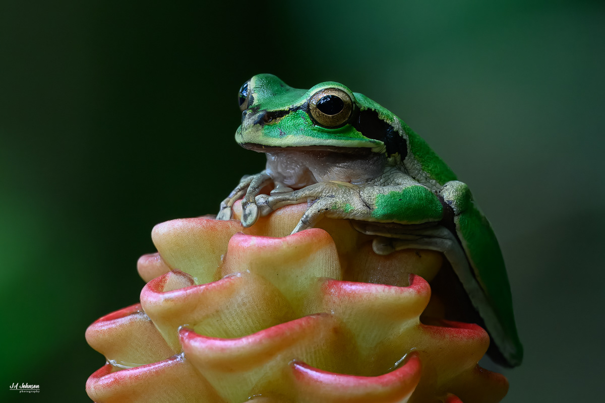 Neotropical Tree Frog