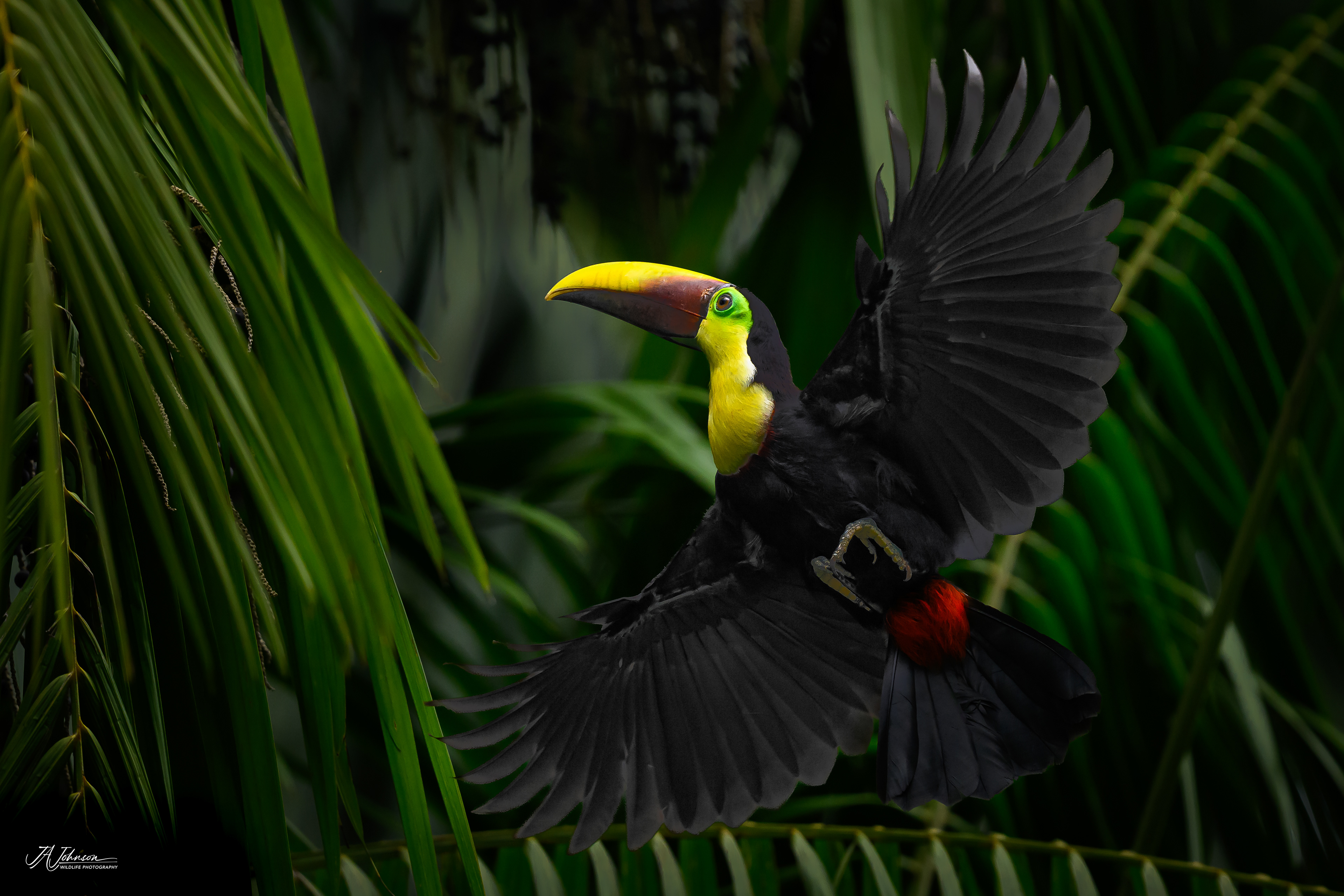 Yellow Throated Toucan