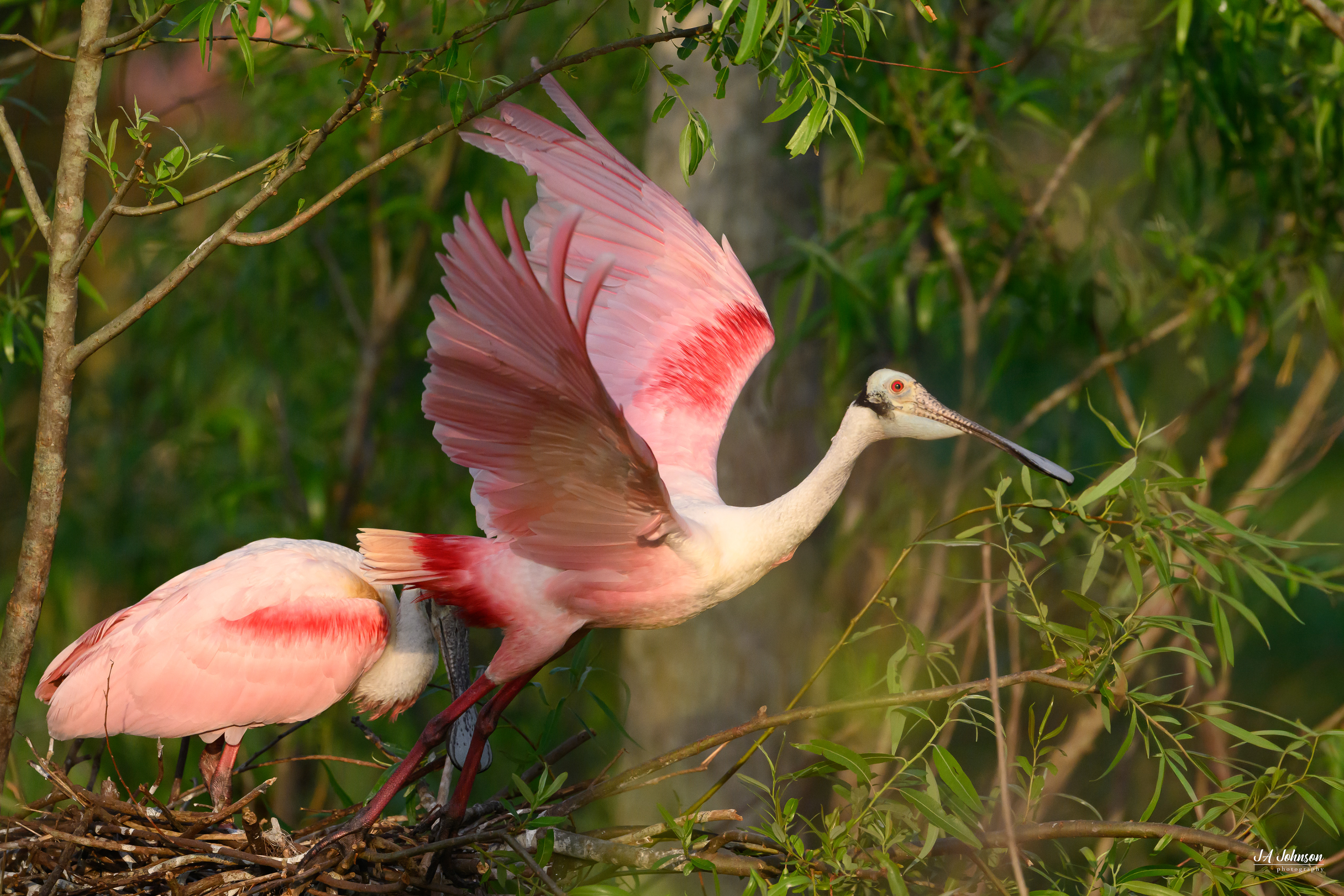 Roseate Spoonbills