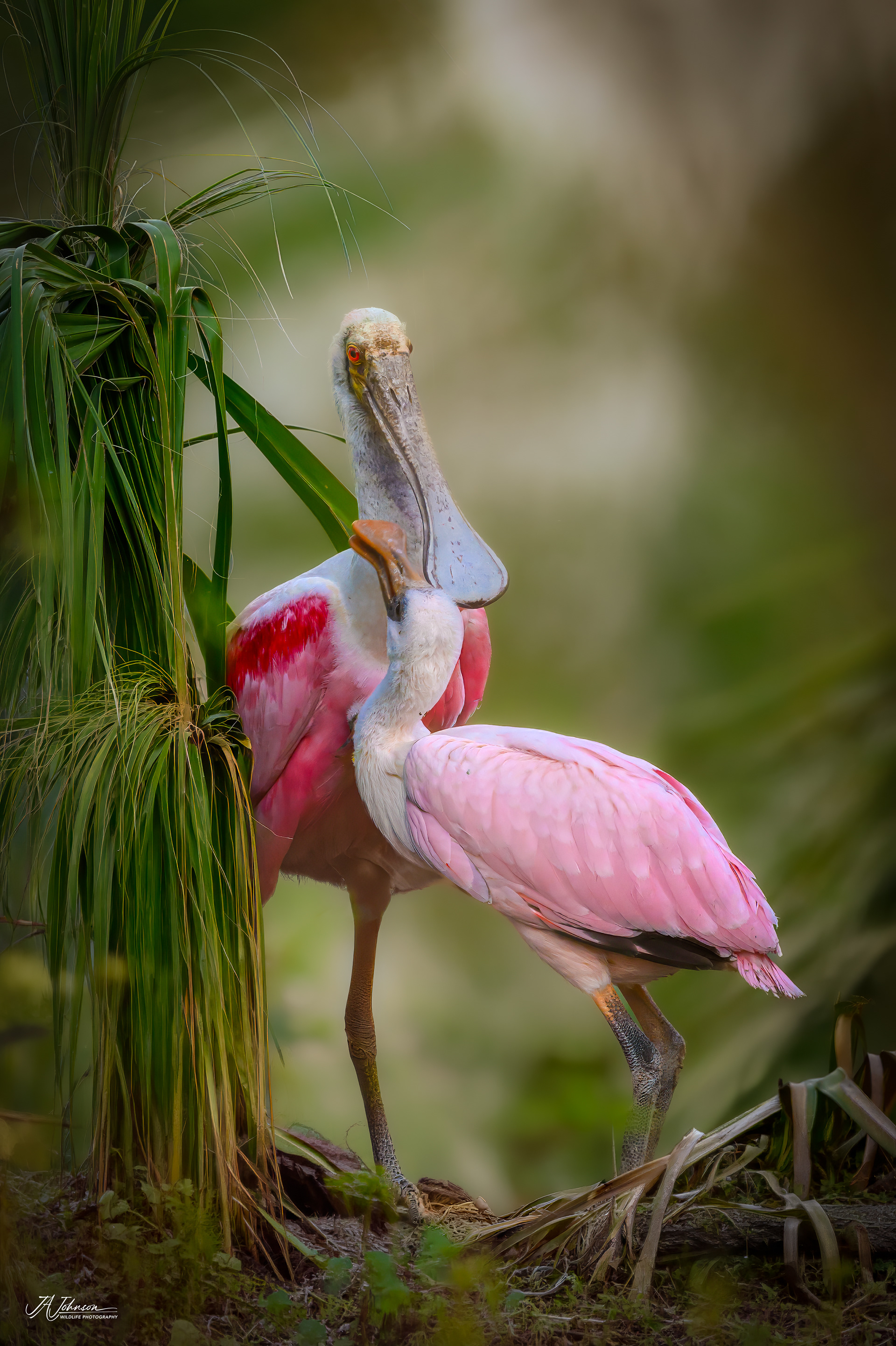 Roseate Spoonbills at Orlando Wetlands, Florida