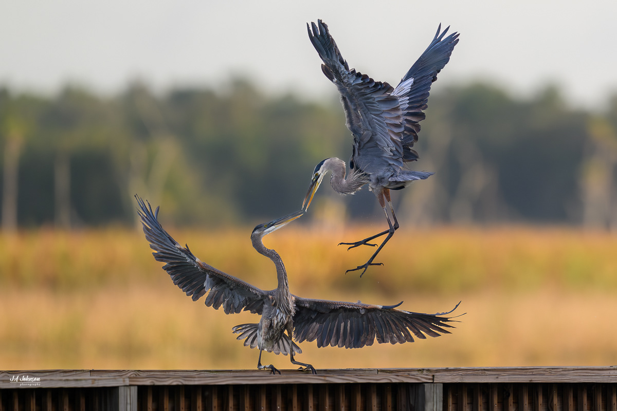 Great Blue Herons