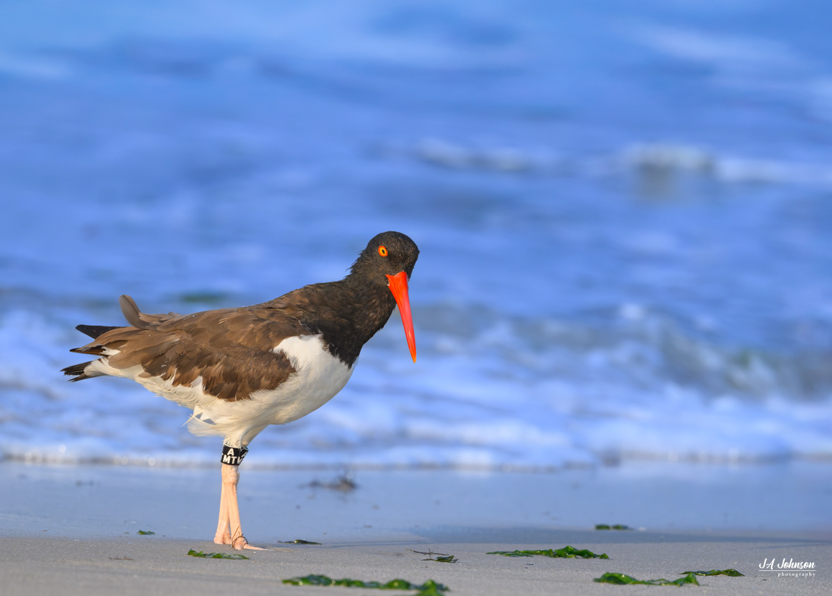 American Oystercatcher