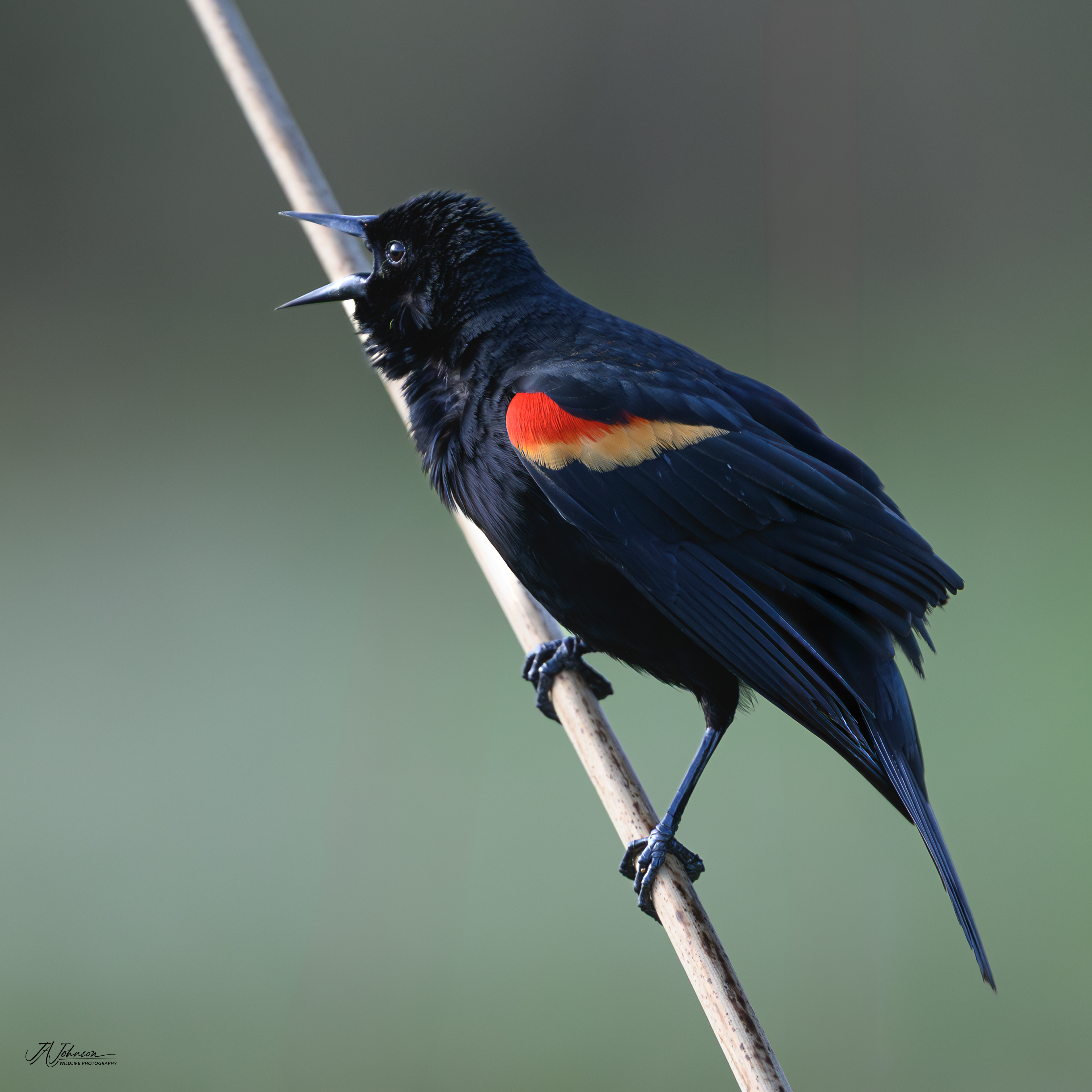 Red Winged Blackbird at Orlando Wetlands