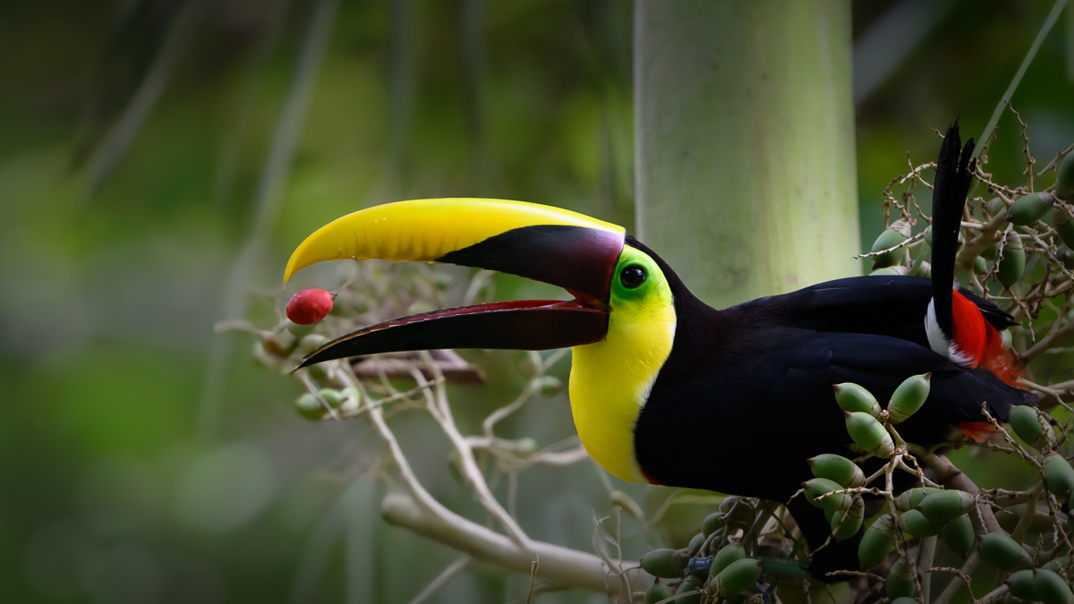 Yellow-Throated Toucan