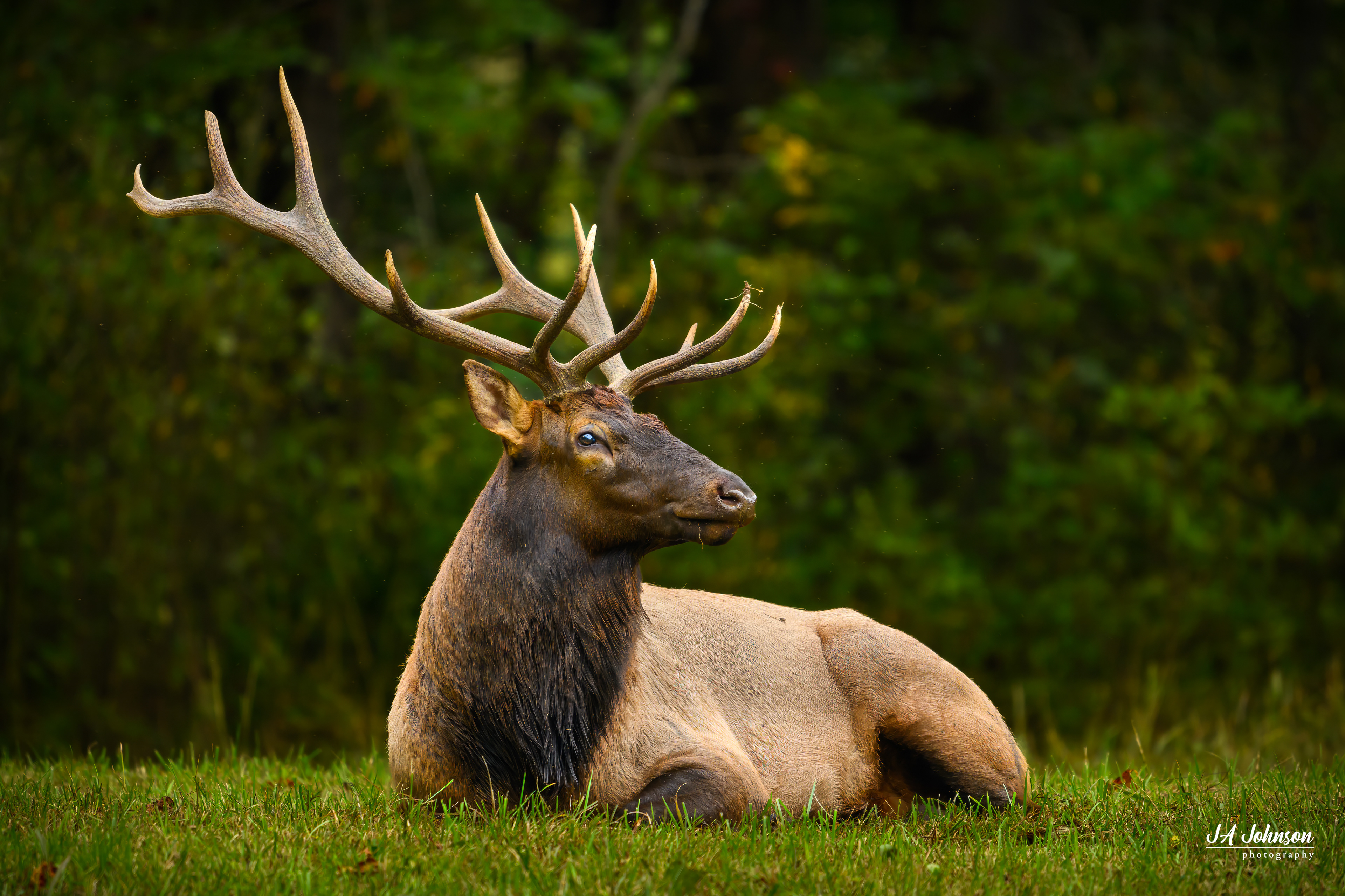 Elk Bull