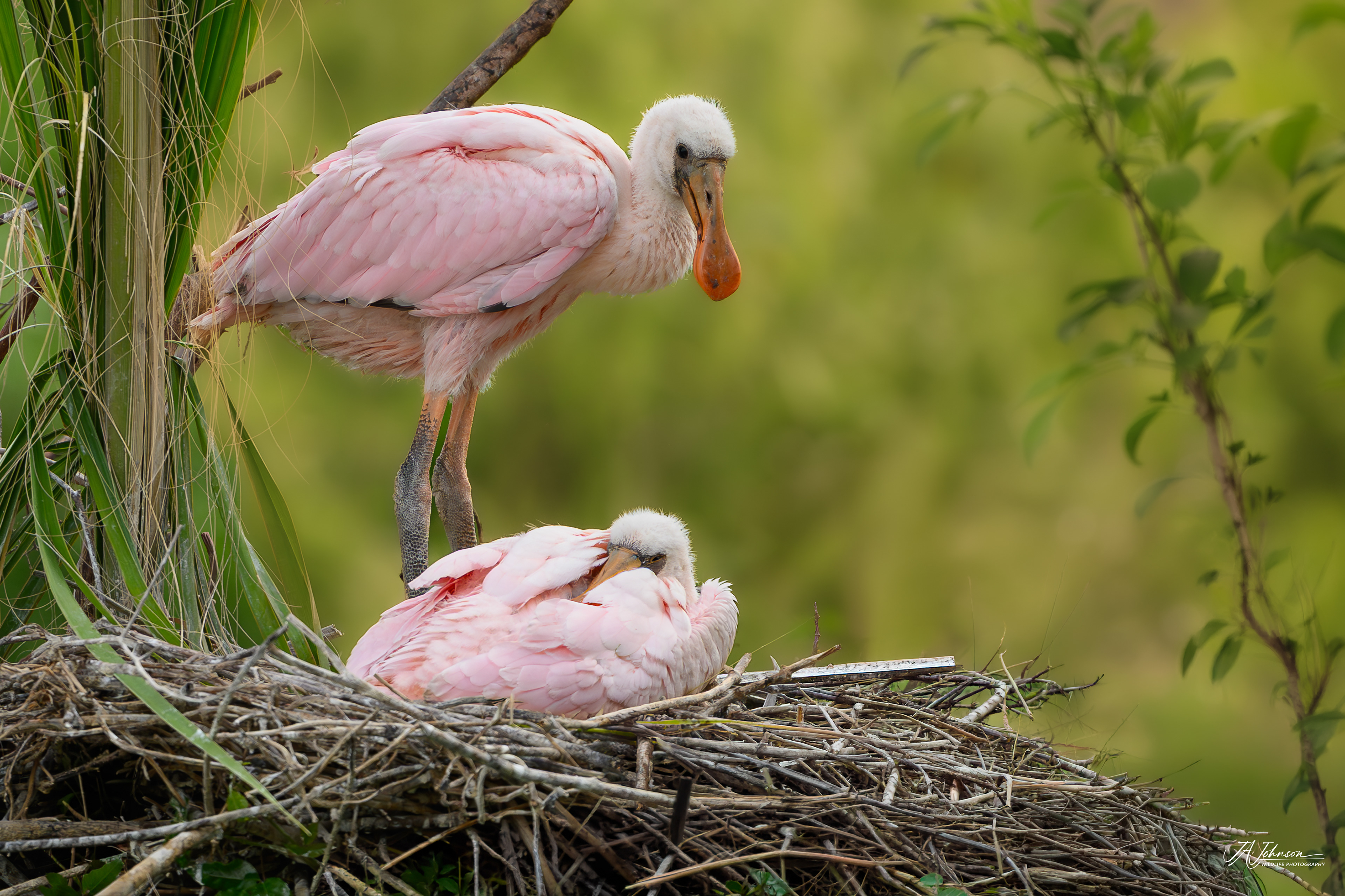 Roseate Spoonbill Chicks