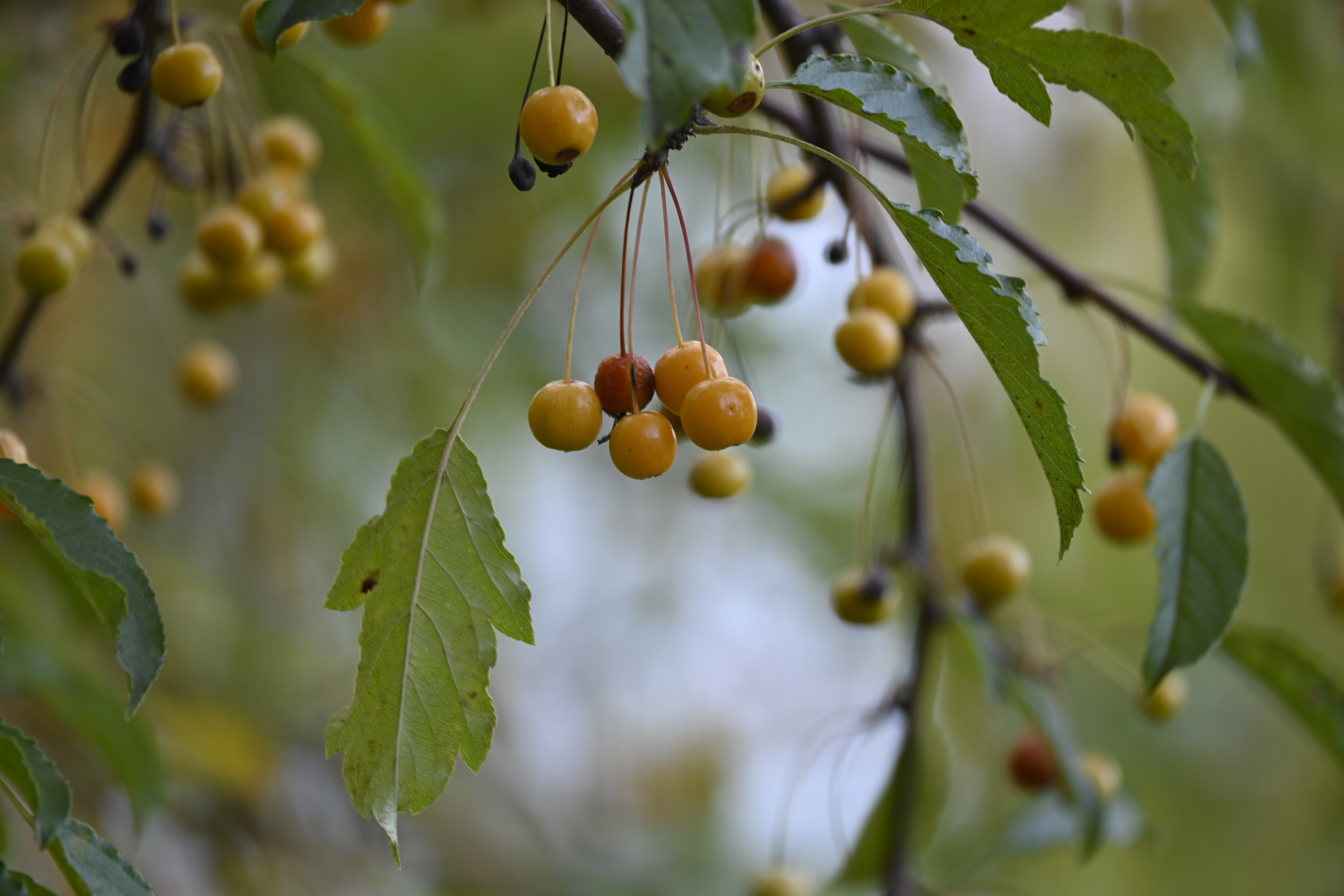 Crabapples