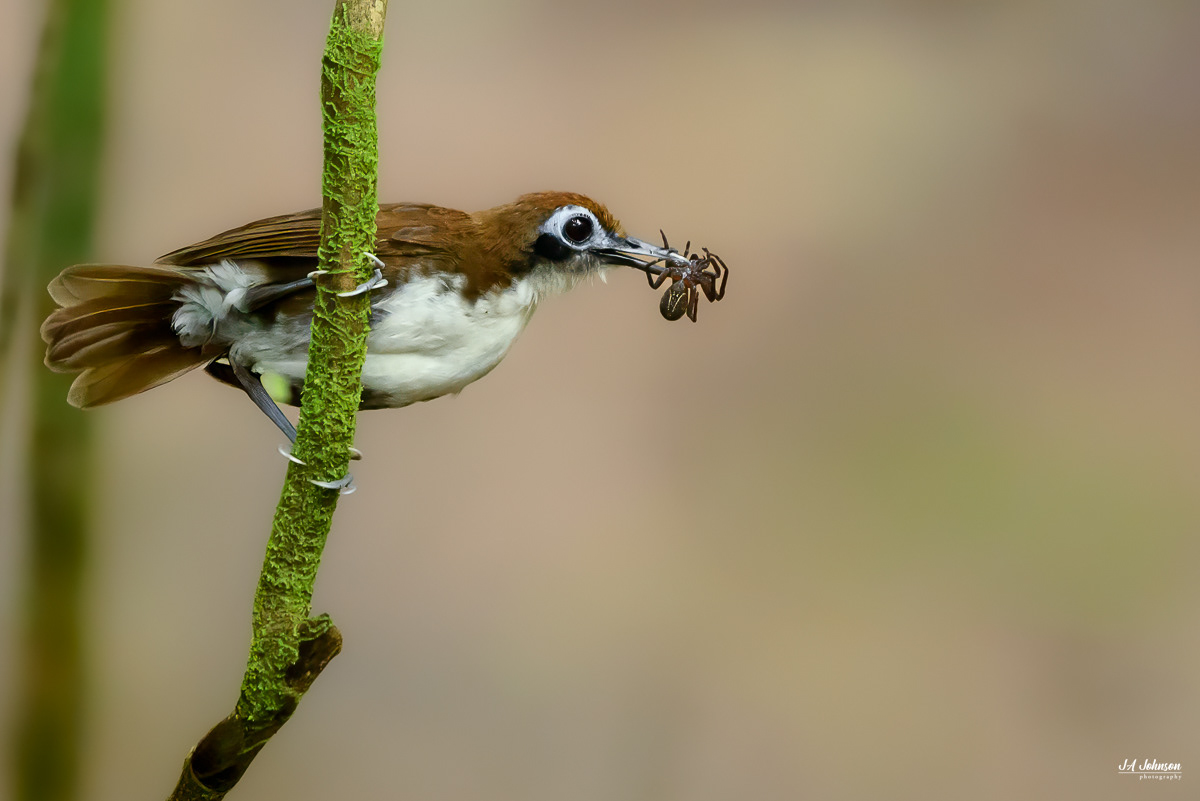 Bicolored Antbird