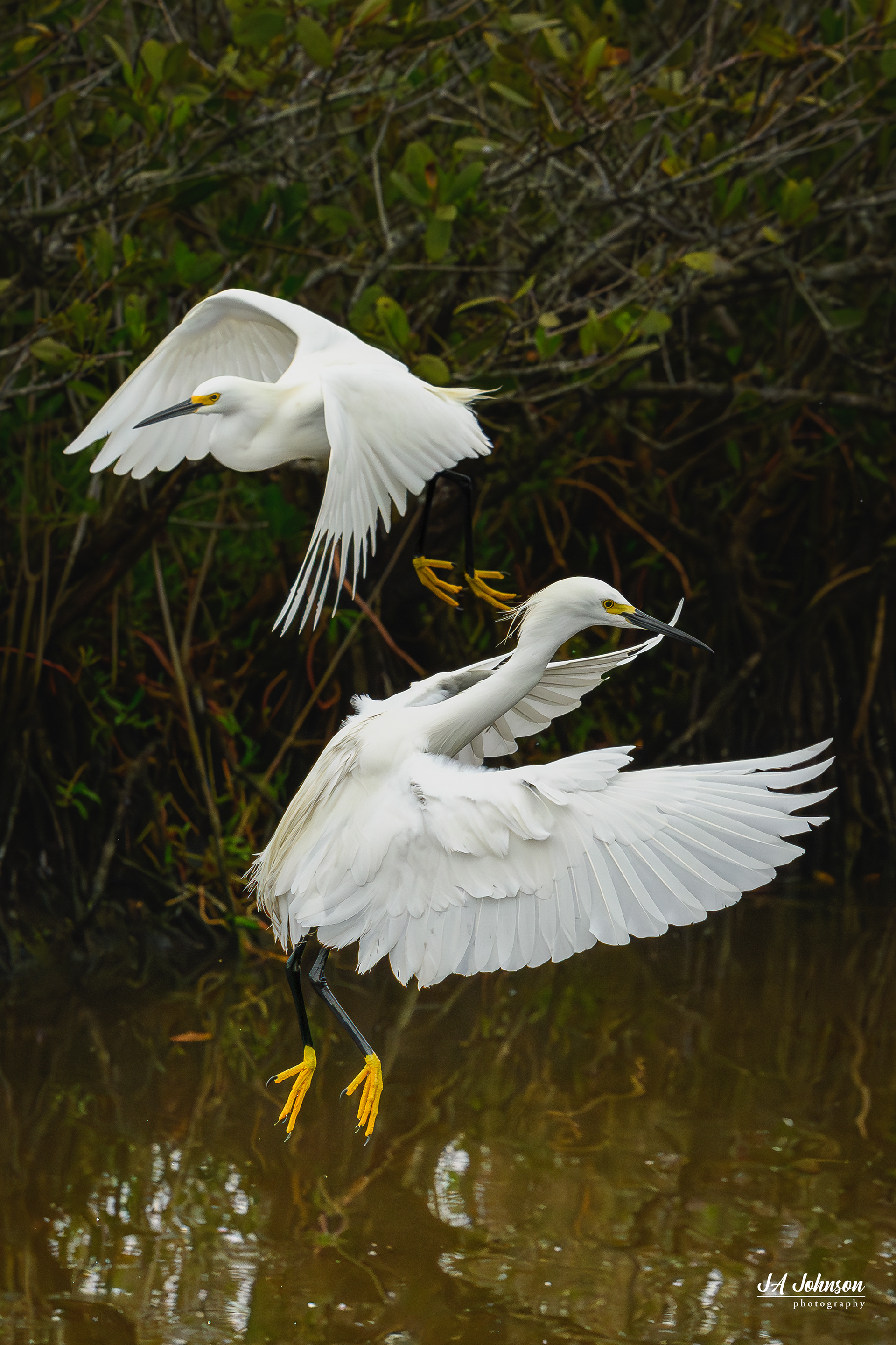 Snowy Egrets