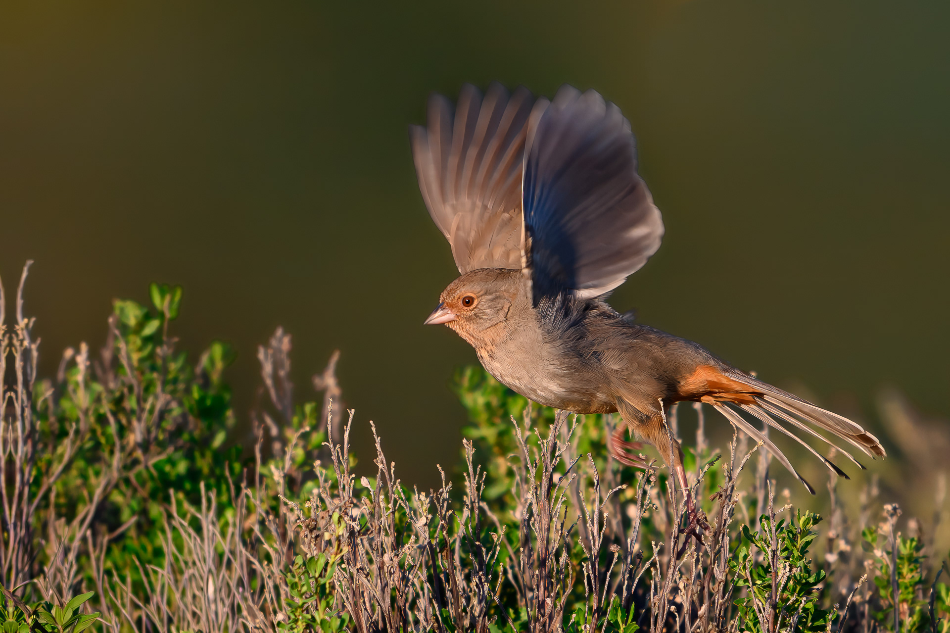 California Towhee