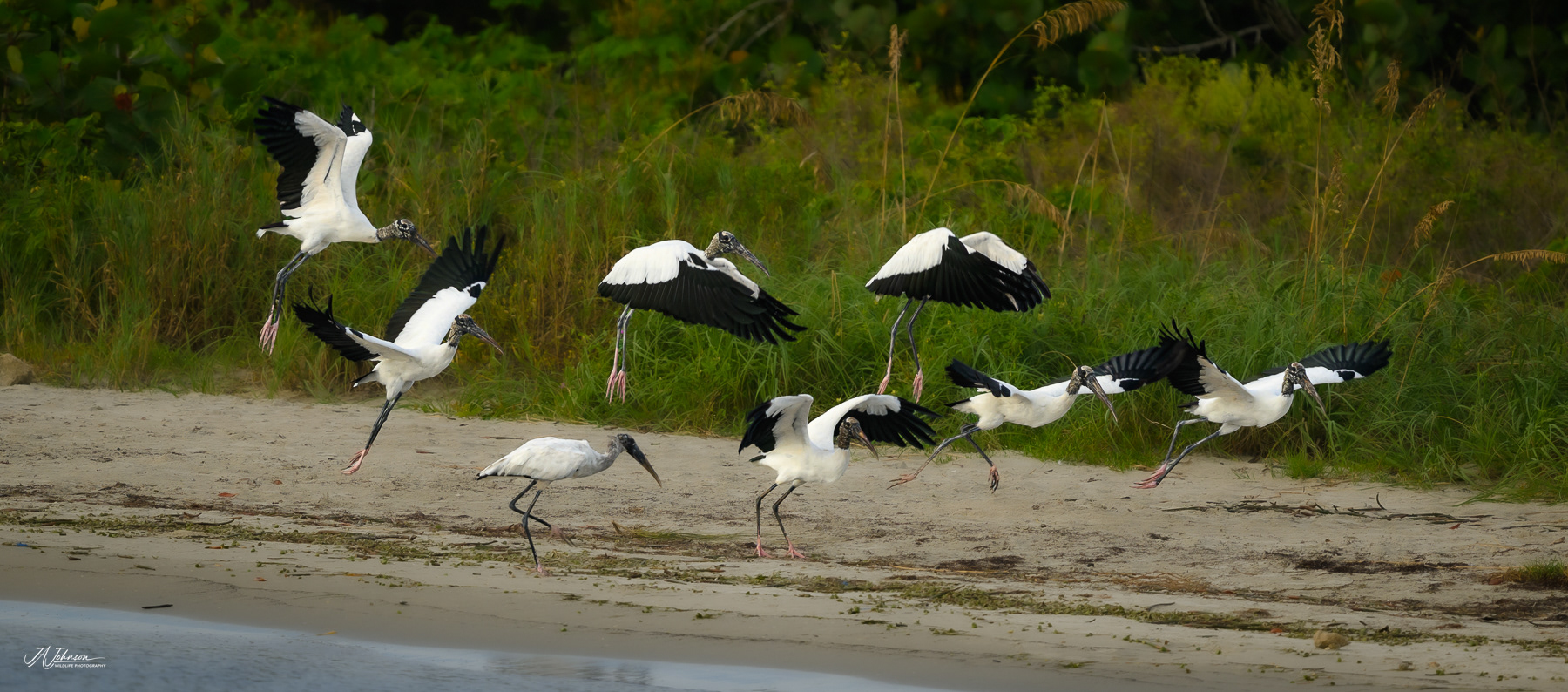 Wood Storks