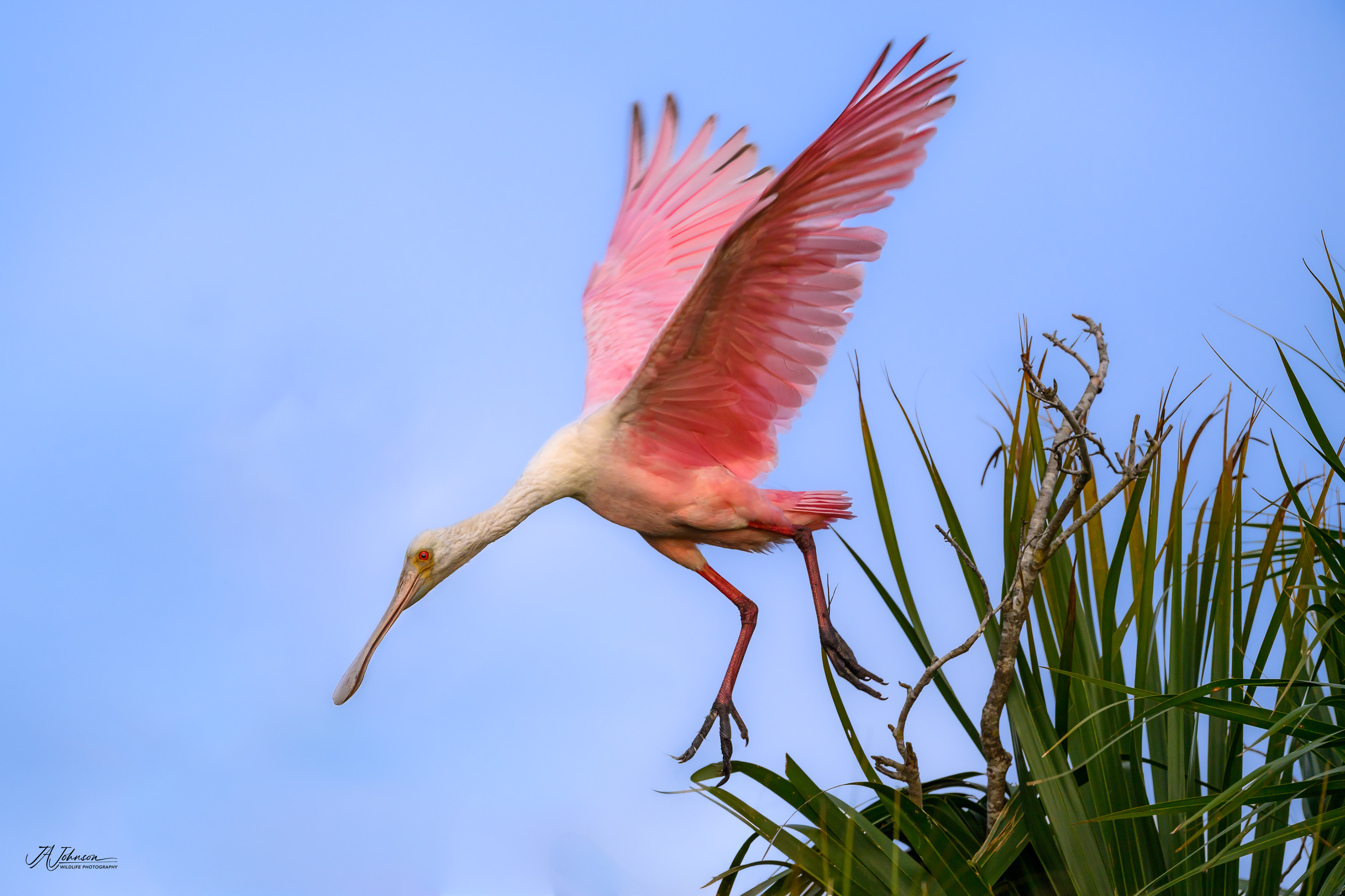 Roseate Spoonbill 