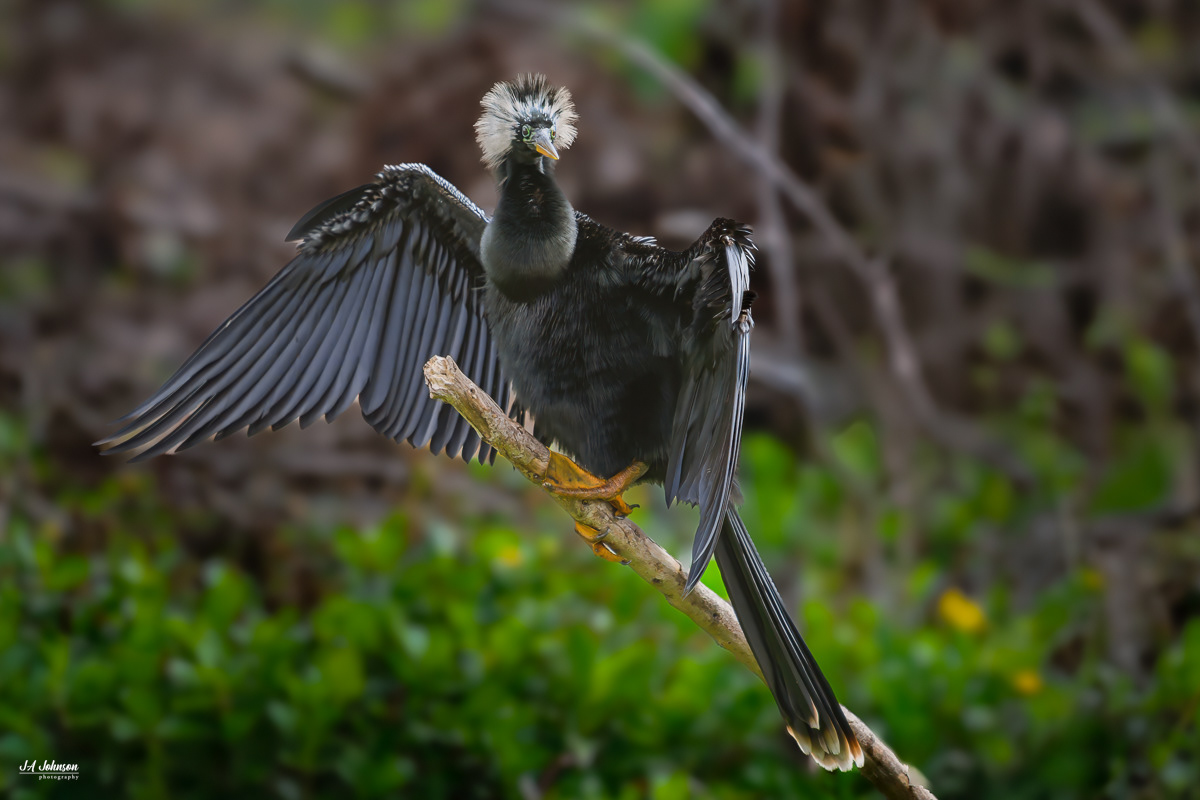 Anhinga